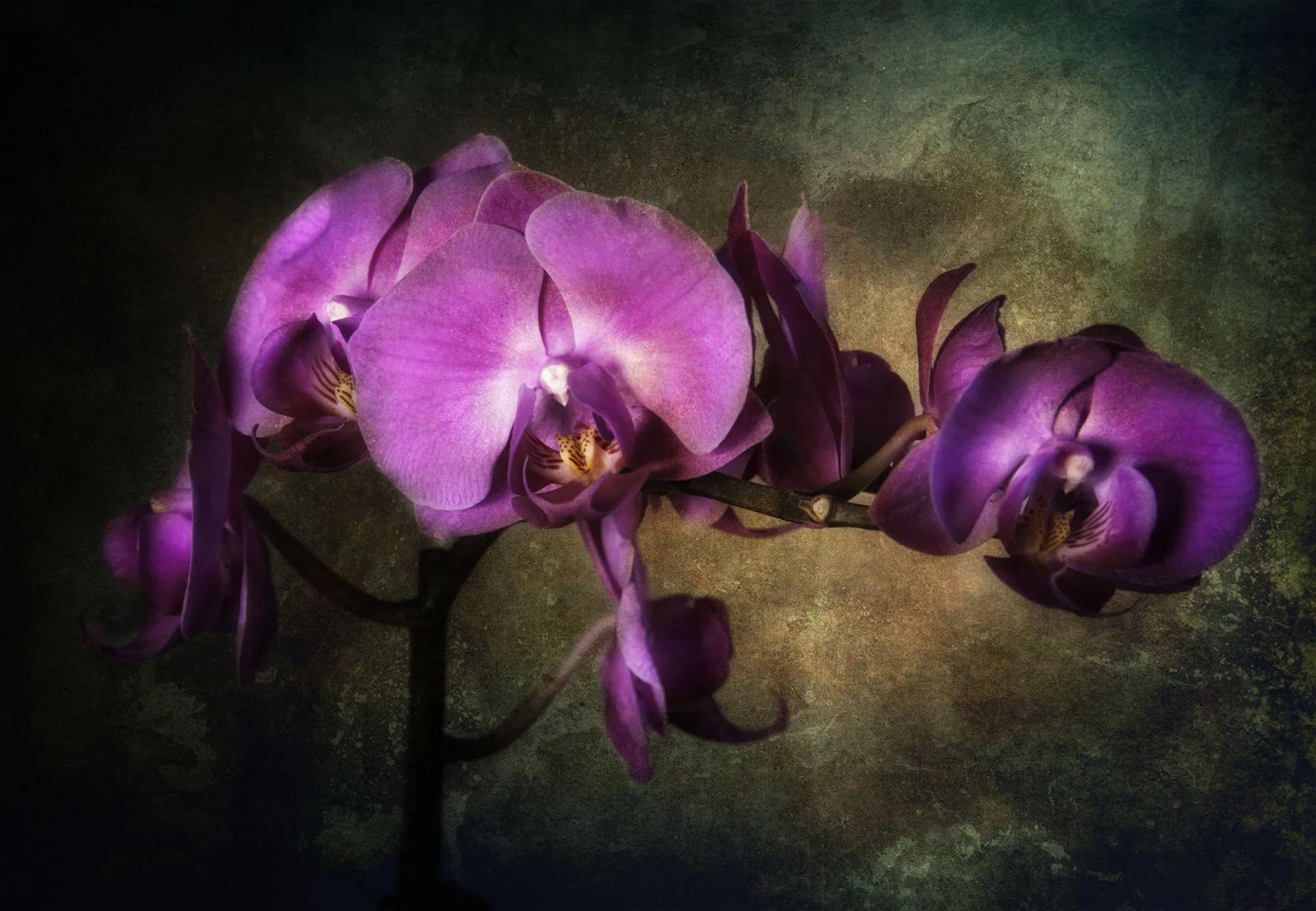 ORCHIDS.jpg