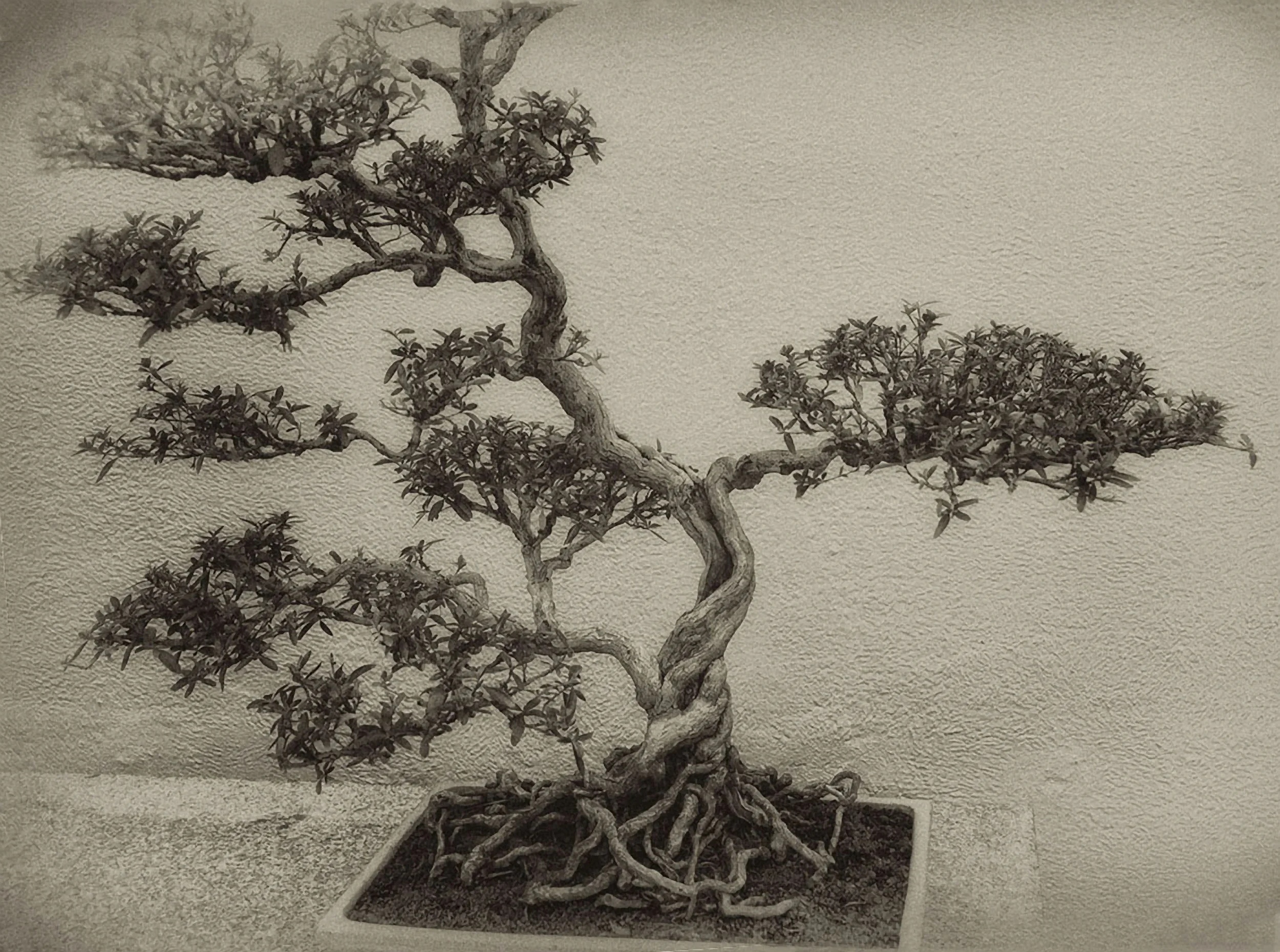 BONSAI