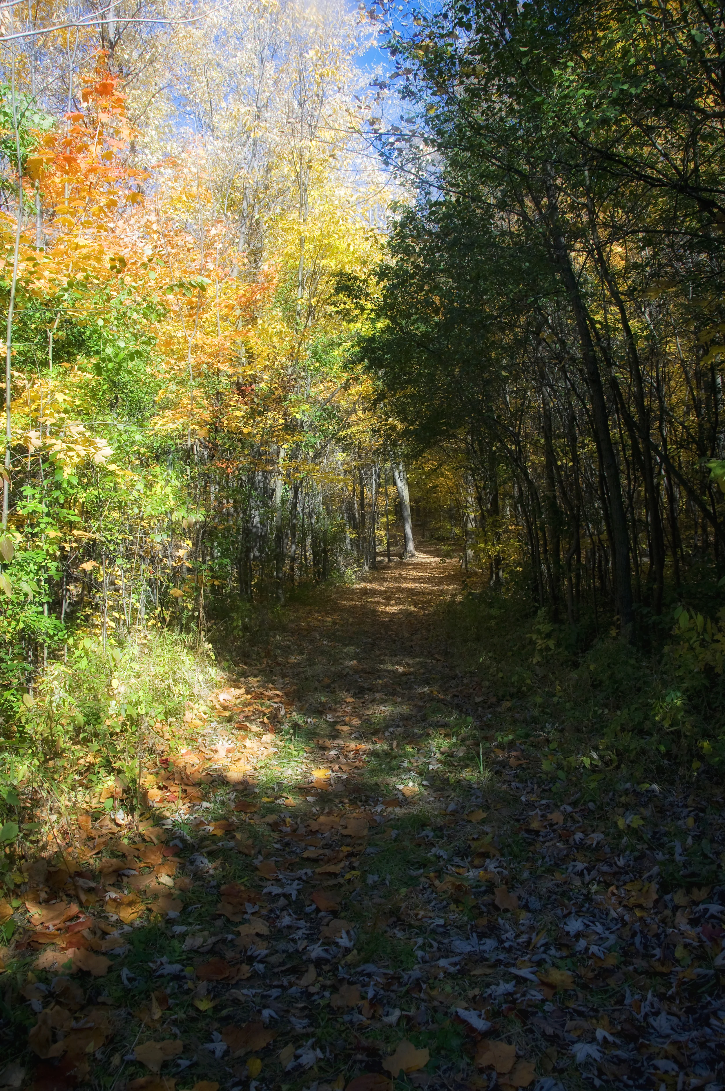 AUTUMN PATH