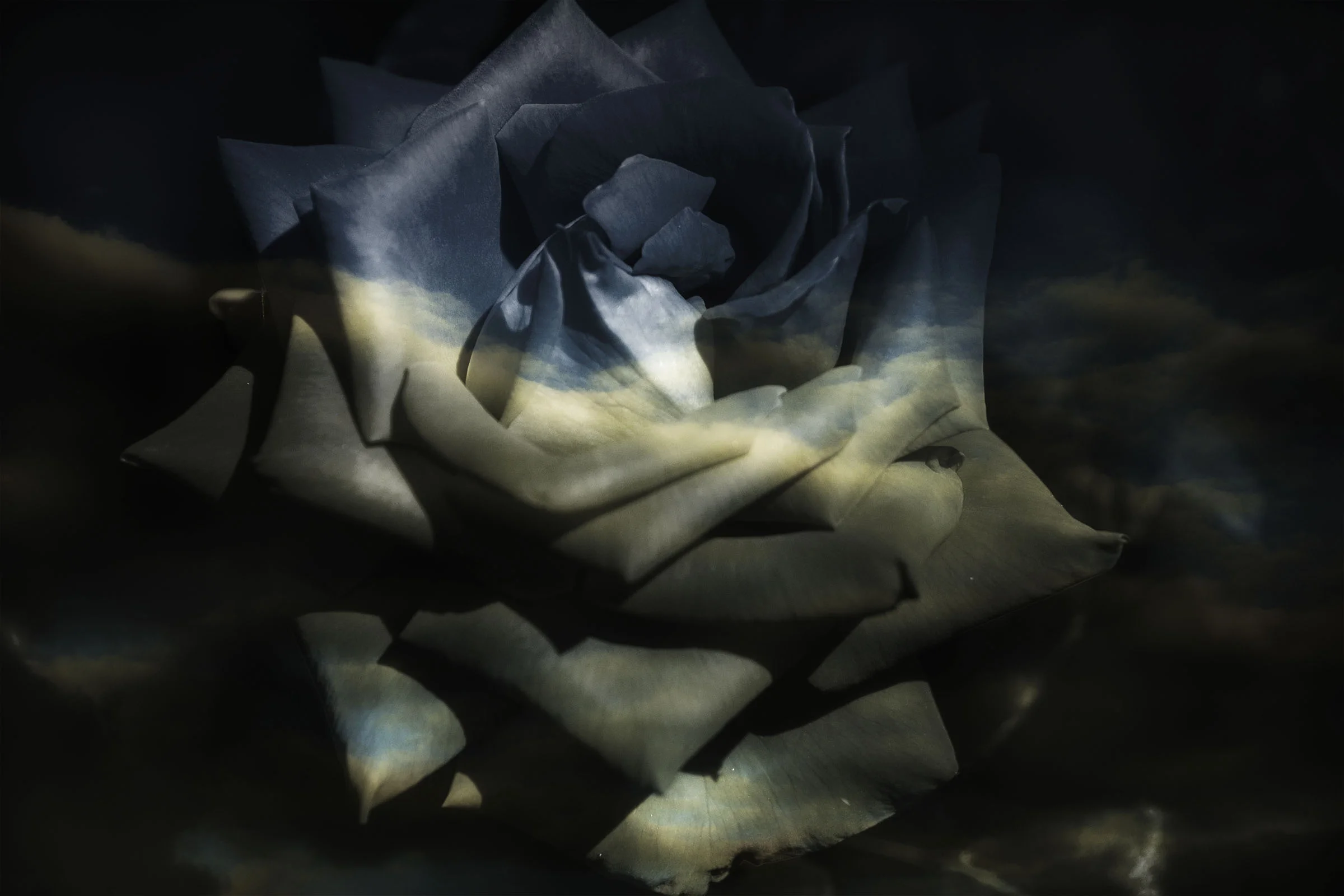 CLOUD ROSE.jpg