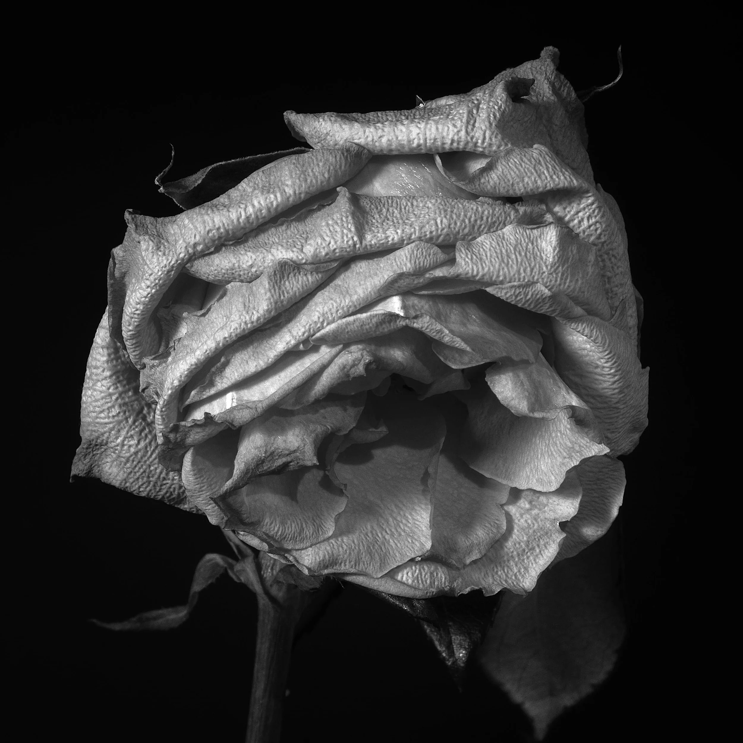 - WHITE BLOOM.jpg