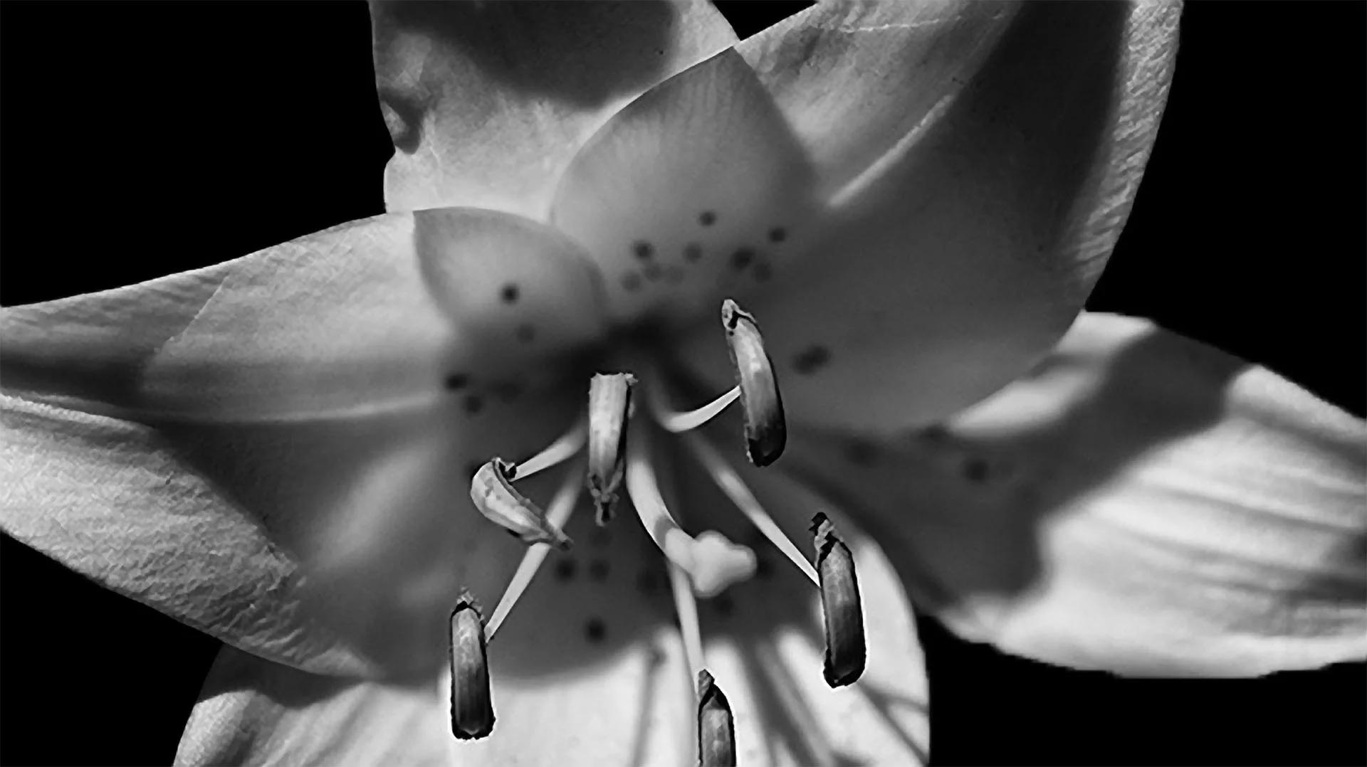 LILY NOIR