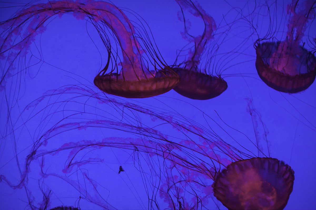 JELLYFISH II