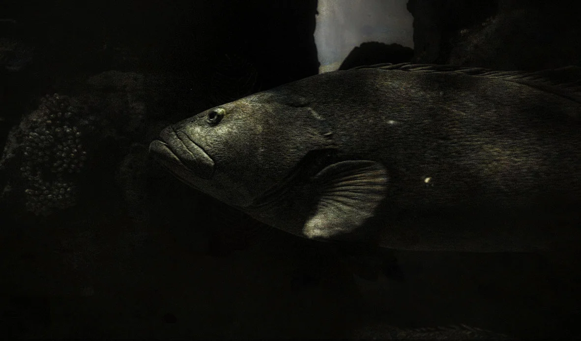BIG FISH.jpg