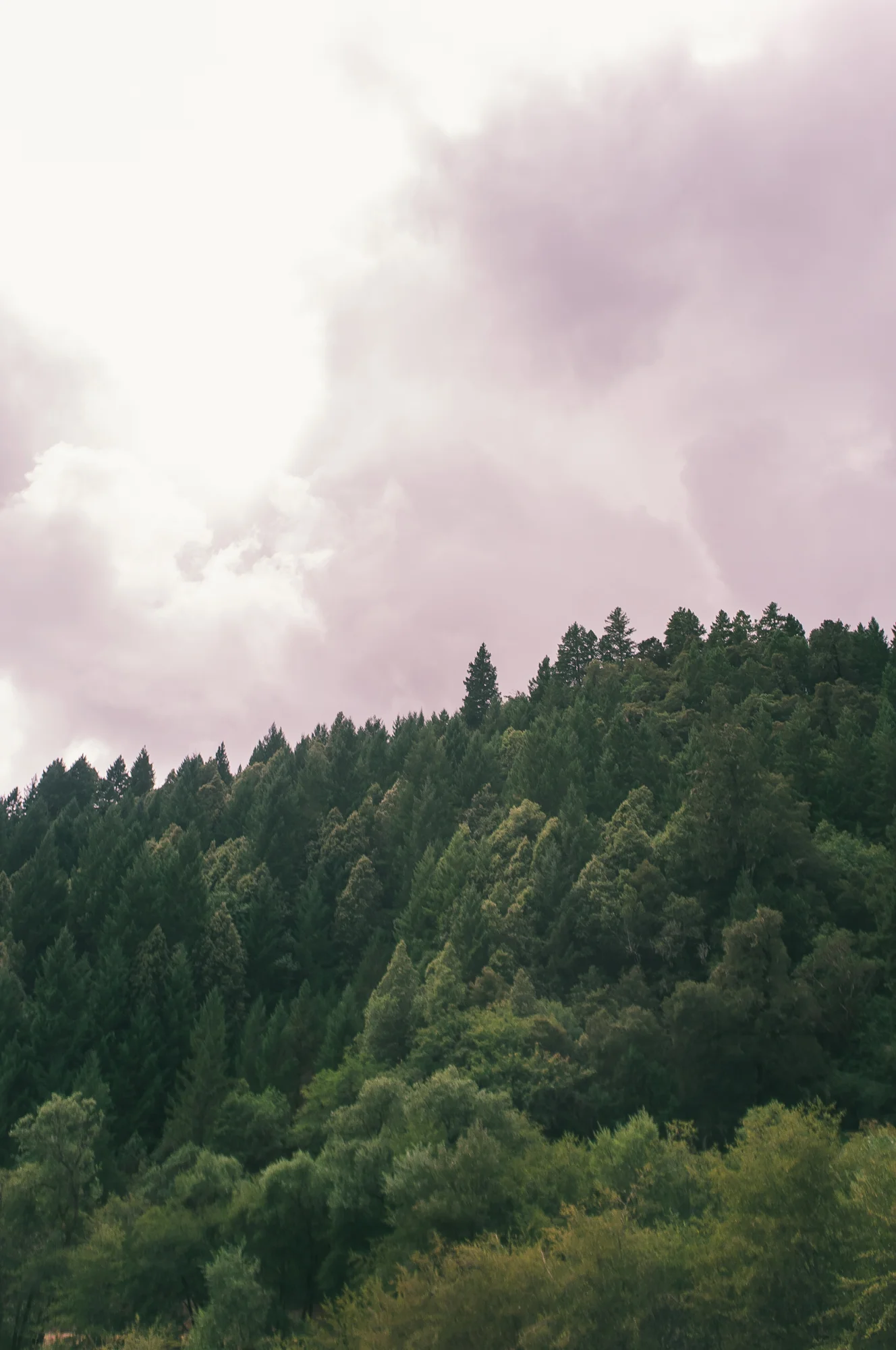 Portland (1 of 87).jpg