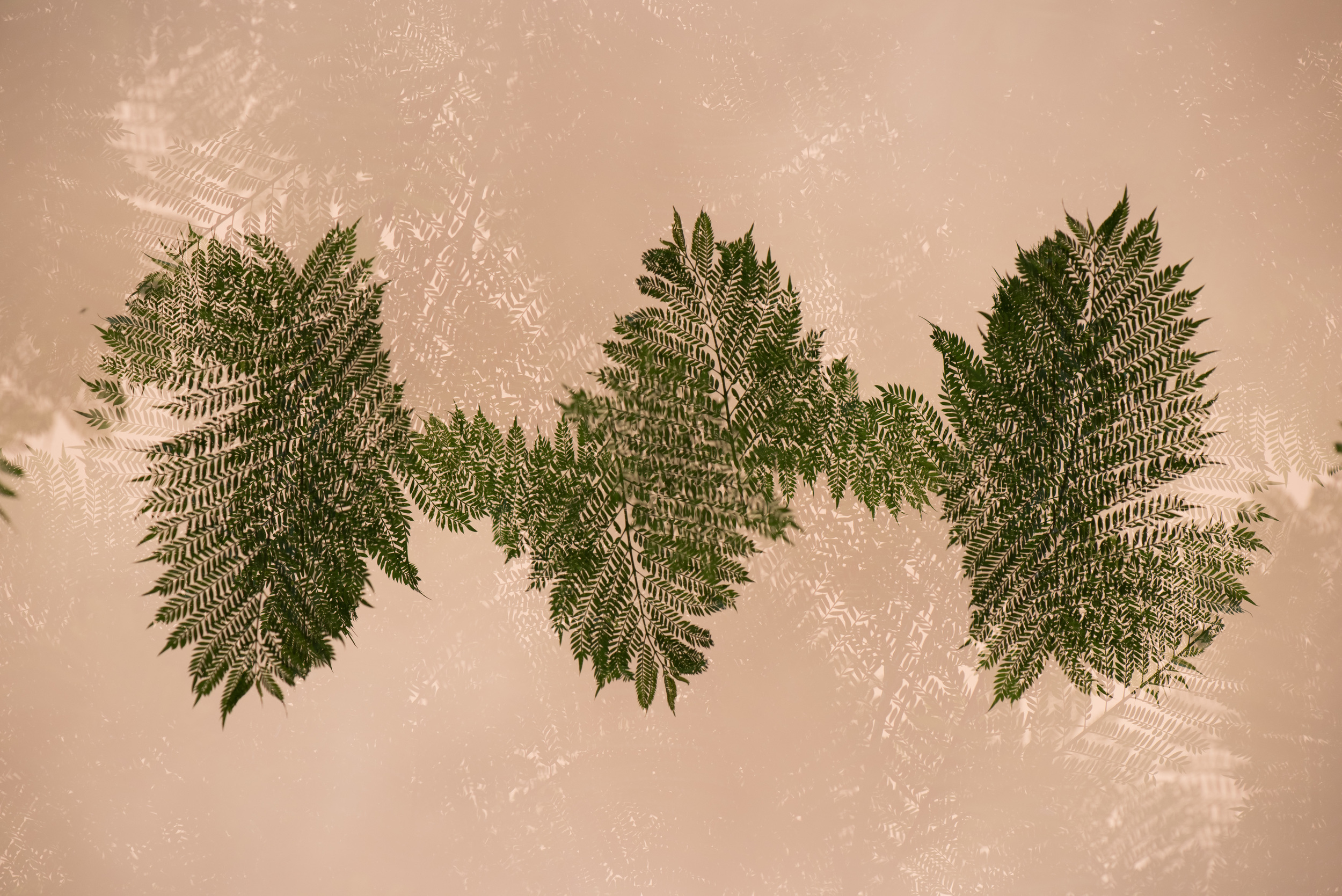   Leaves II , 2016 Archival pigment print 27x40 Inches 