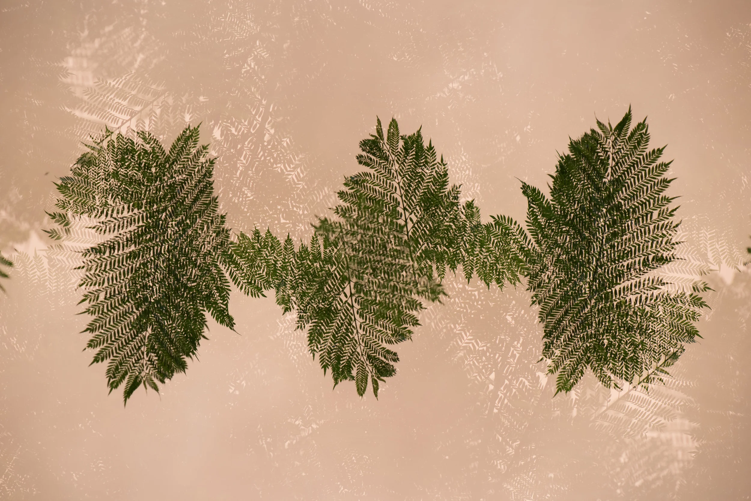 Leaves II , 2016 Archival pigment print 27x40 Inches