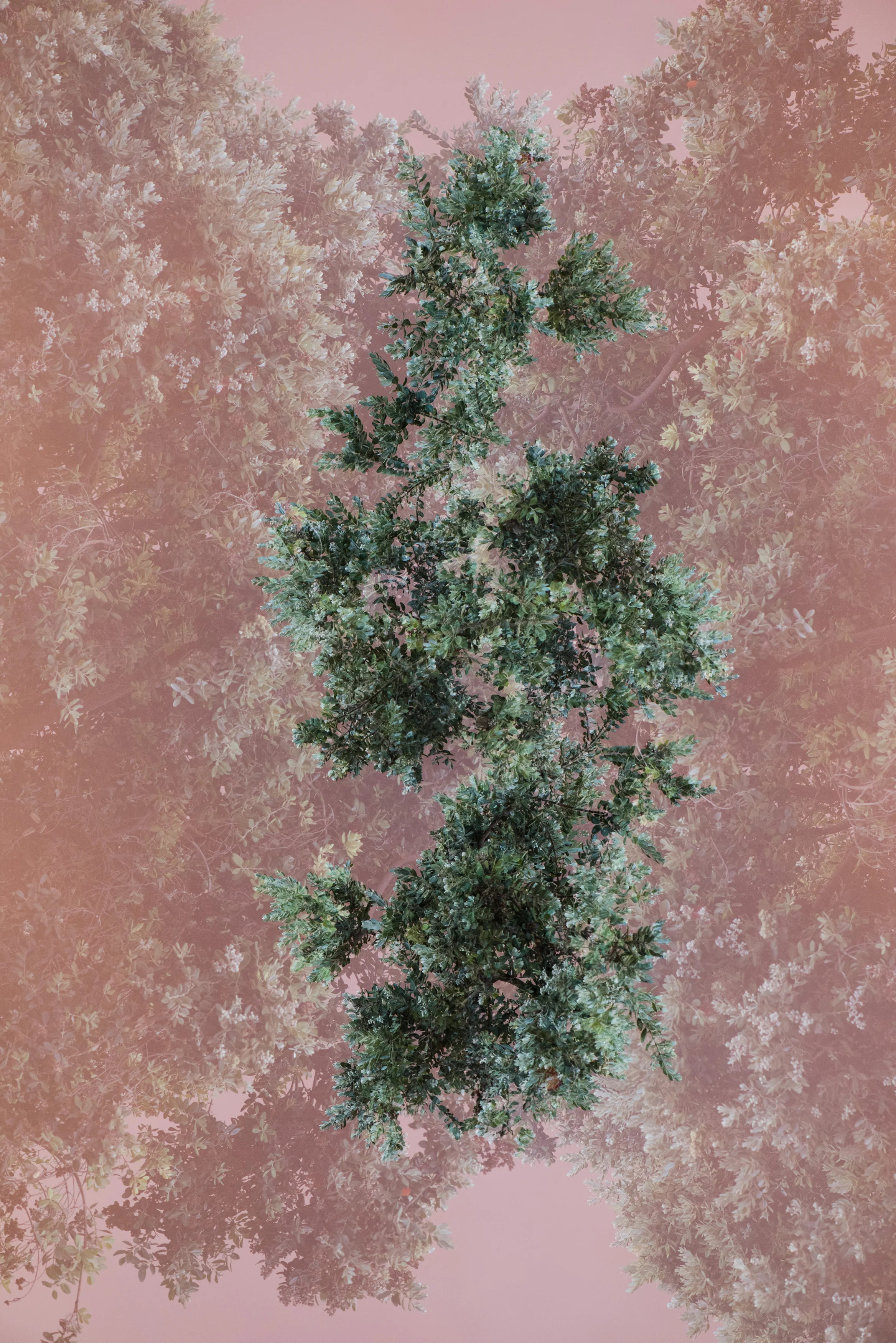 Leaves III , 2016 Archival Pigment Print 30x40 Inches