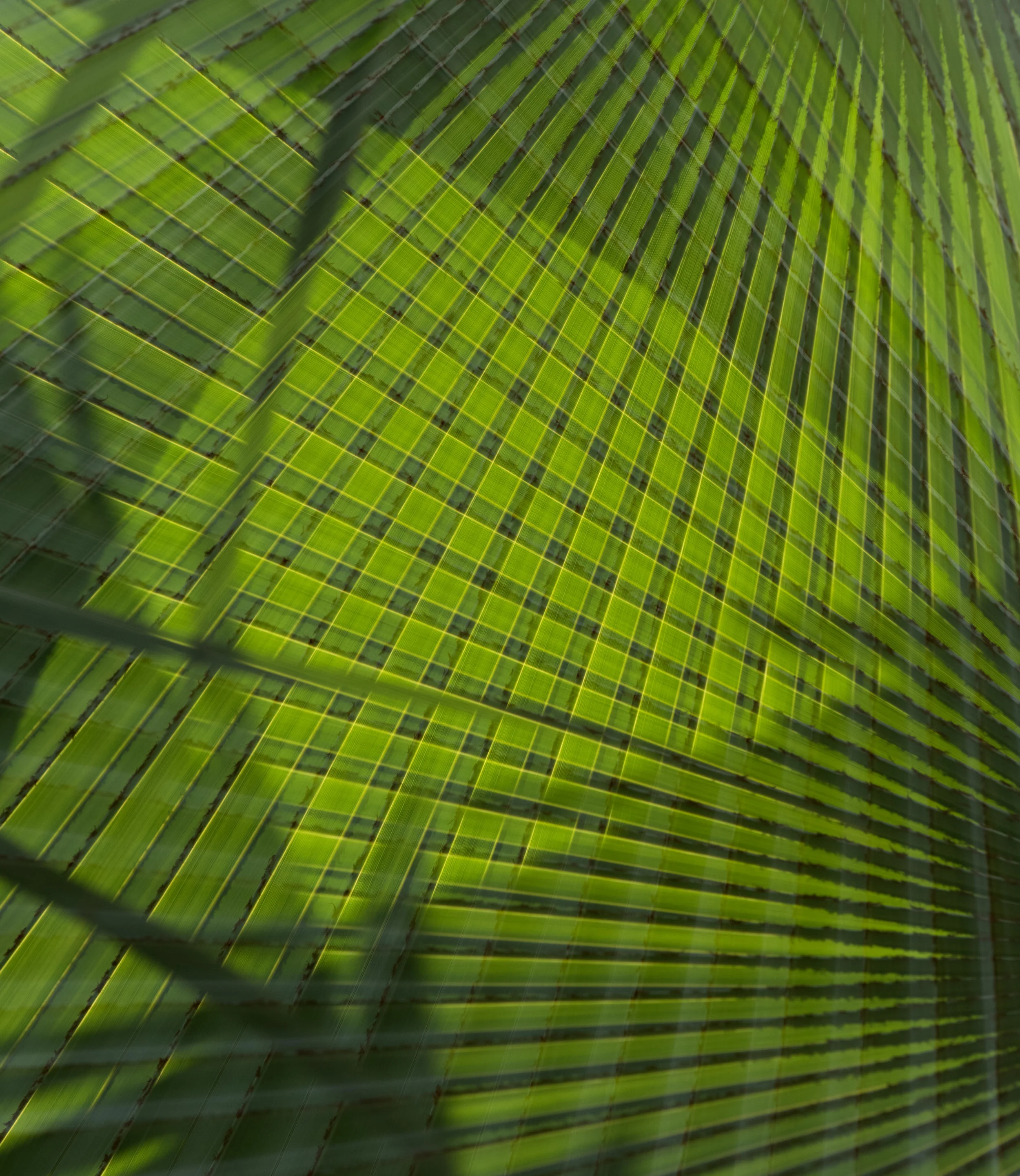 Green Grid, 2016 Archival Pigment Print 20 x 25 inches