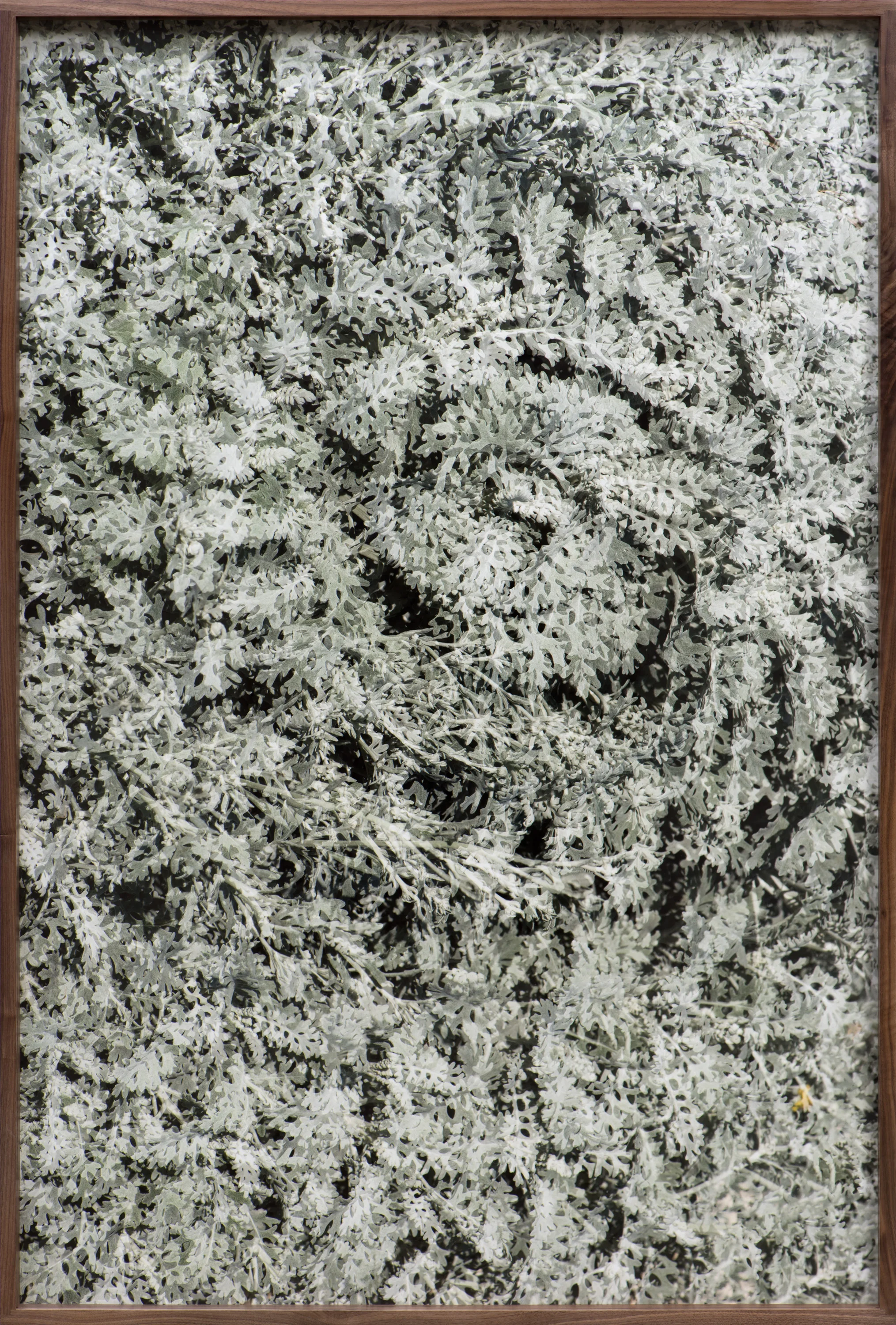 Spiral II, 2017 Archival pigment print 60x40 Inches
