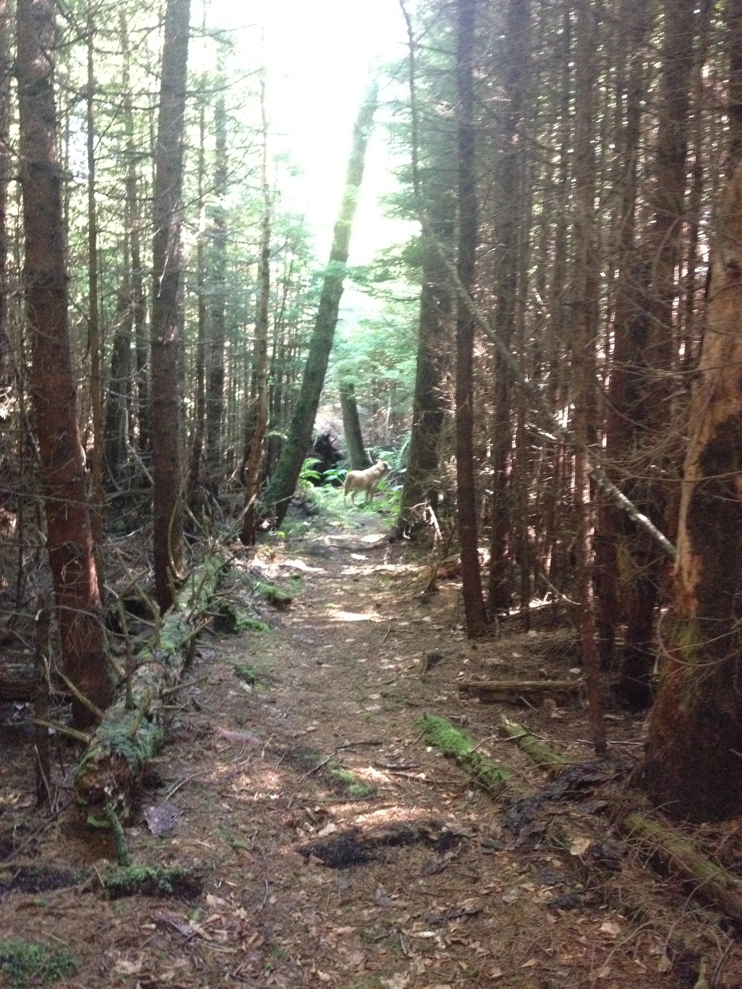 Once of the many trails. This one cuts through the heart of the island.