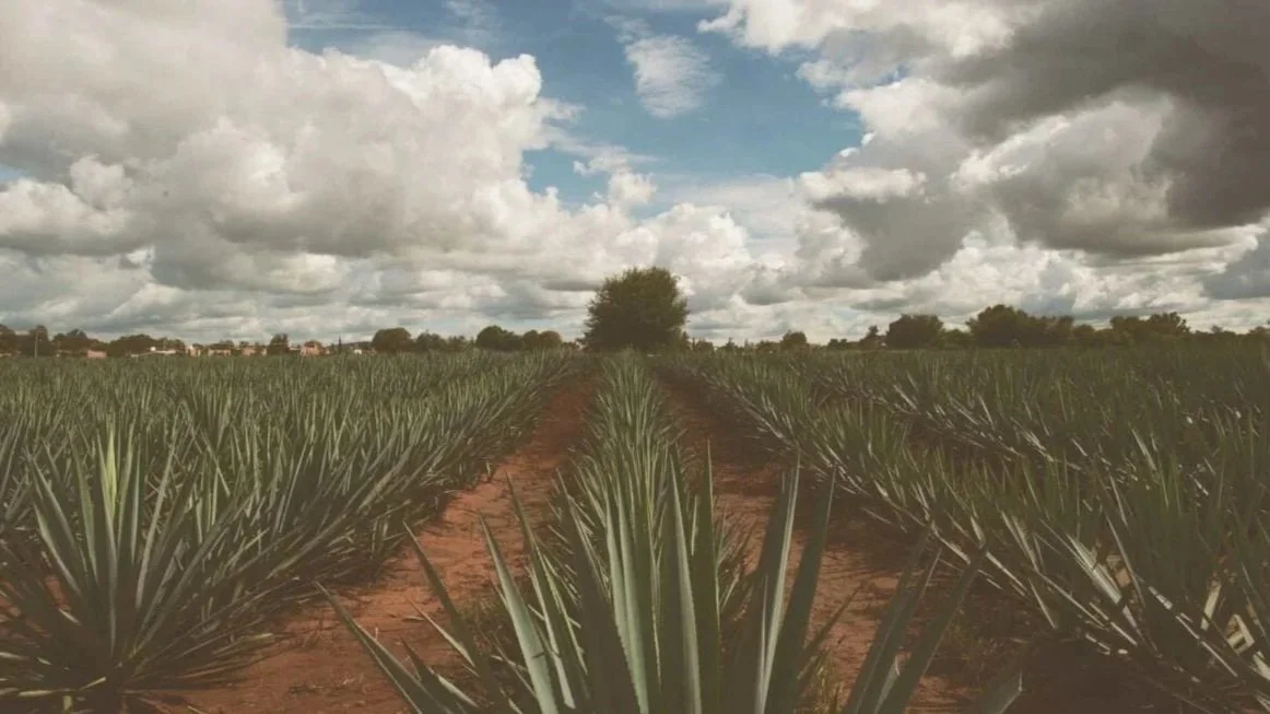 agave-tequila-sustainability-1-e1642518426247.jpg