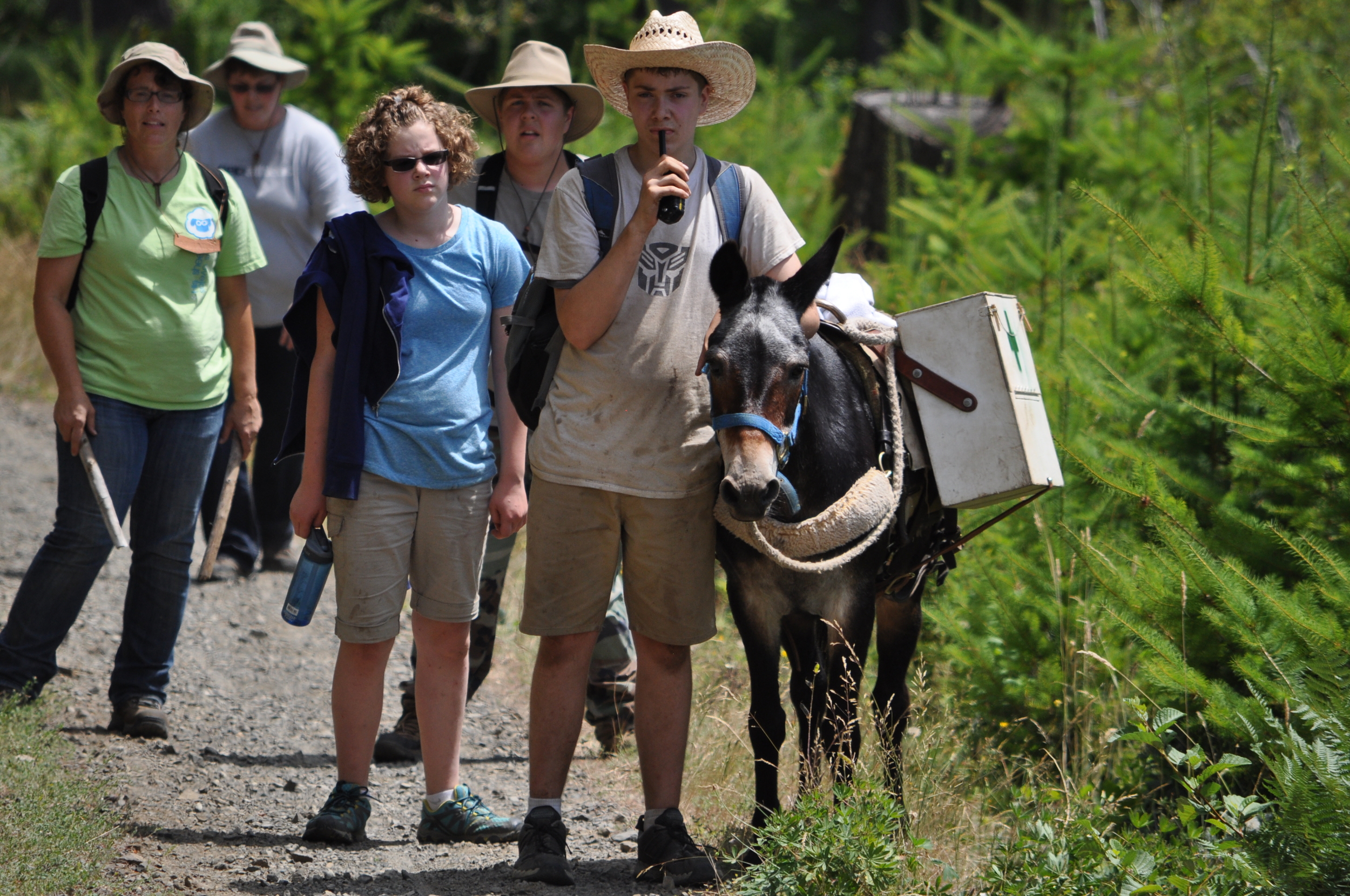 "Festus" the Medical Mule