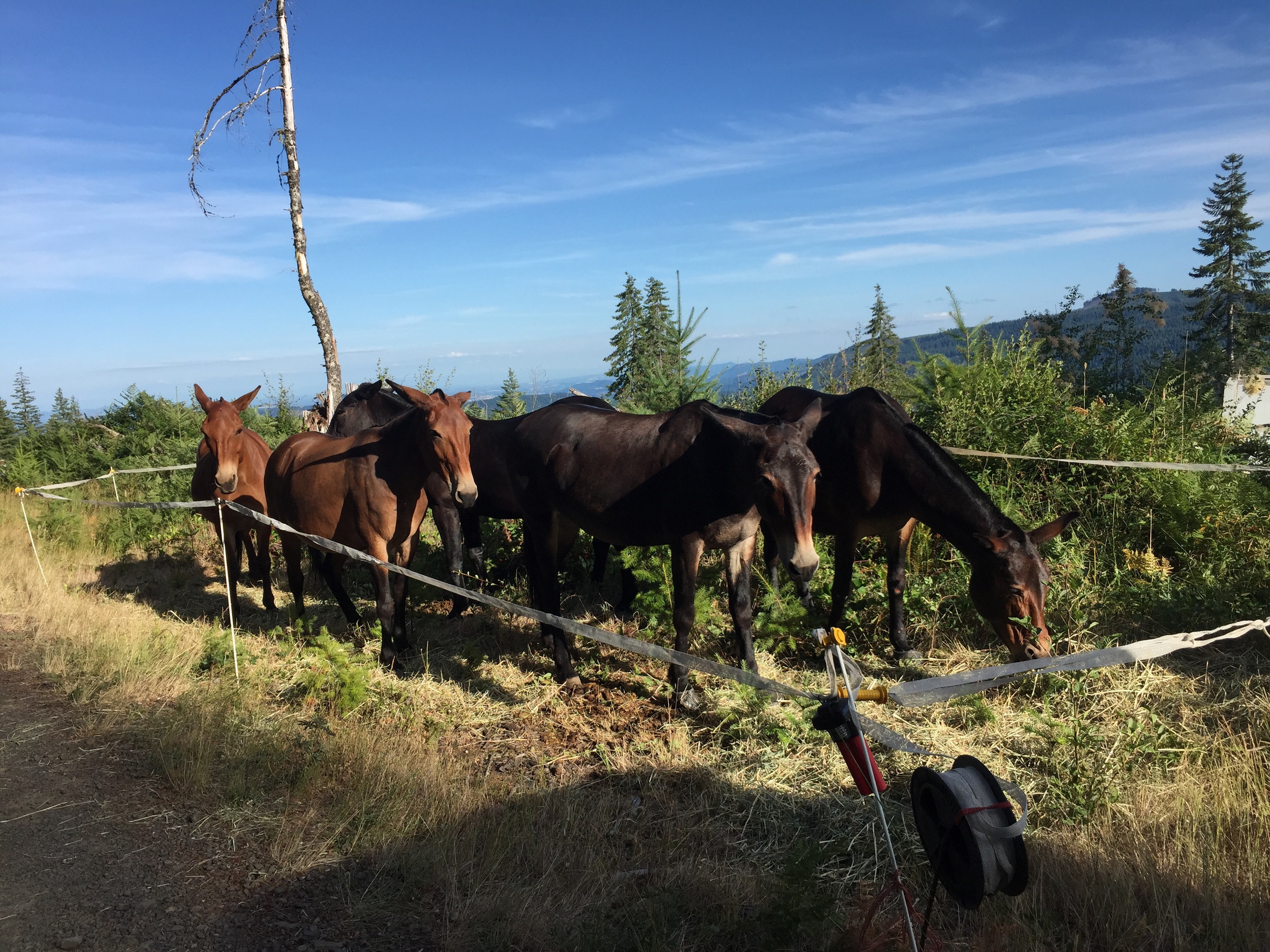 Equine Hotel, room service included