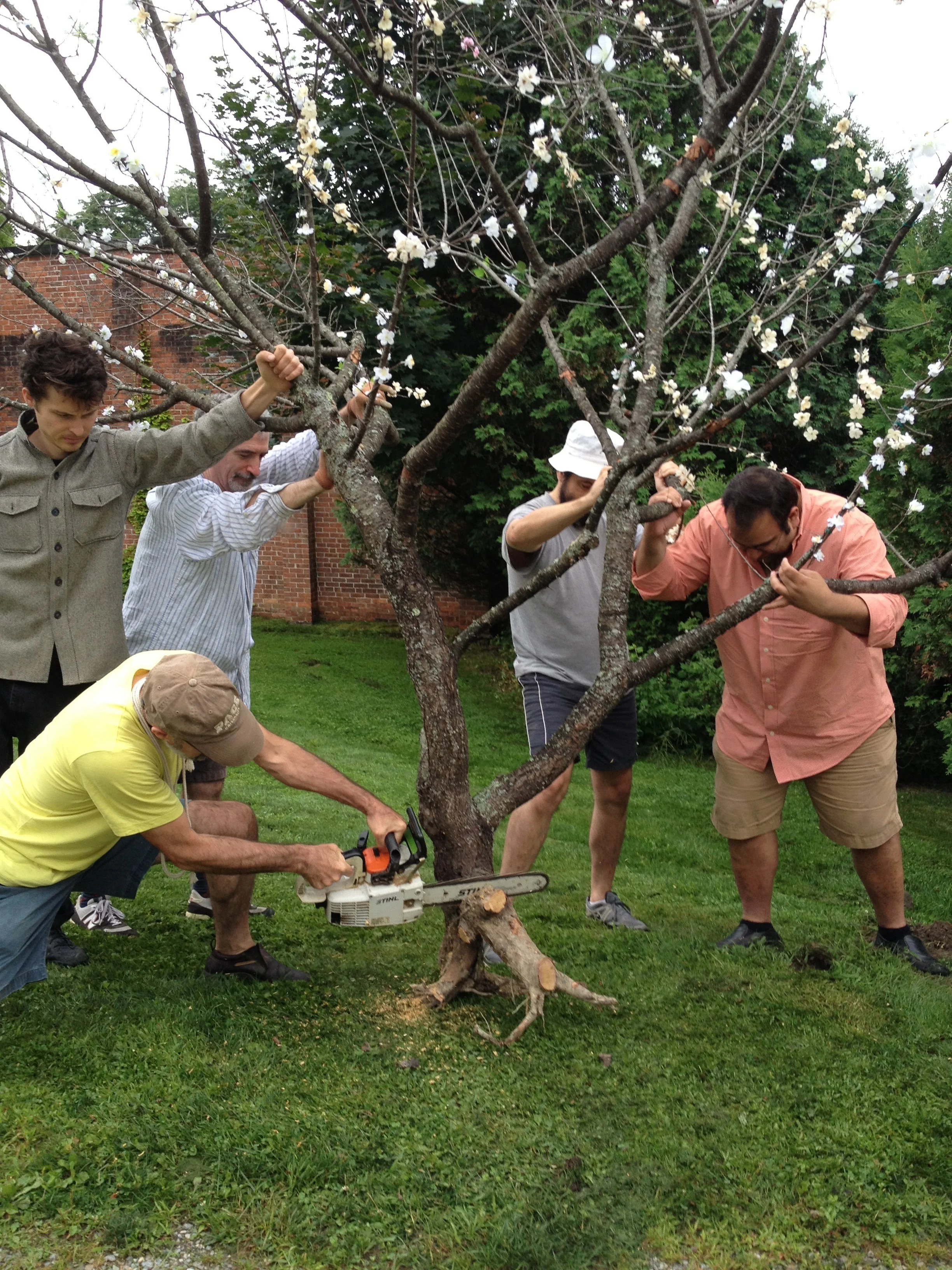 Company members install the remains of a defunct cherry tree, resurrected with silk blossoms for The Cherry Orchard that could be seen through the windows from within the theatre.