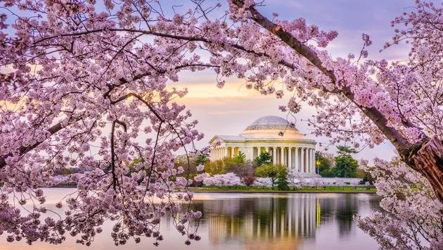 Sakura Matsuri 