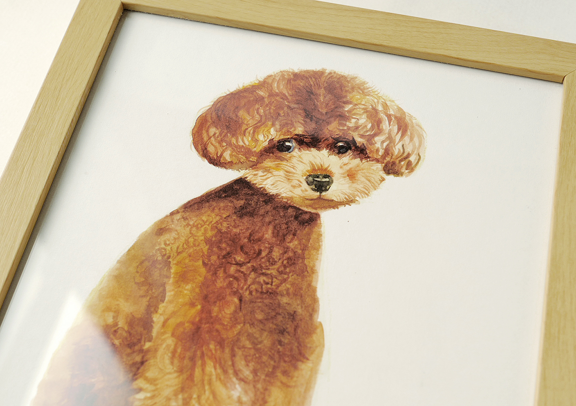 yq brown puppy 5.JPG
