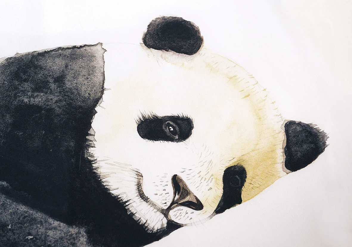 yq panda 3.JPG