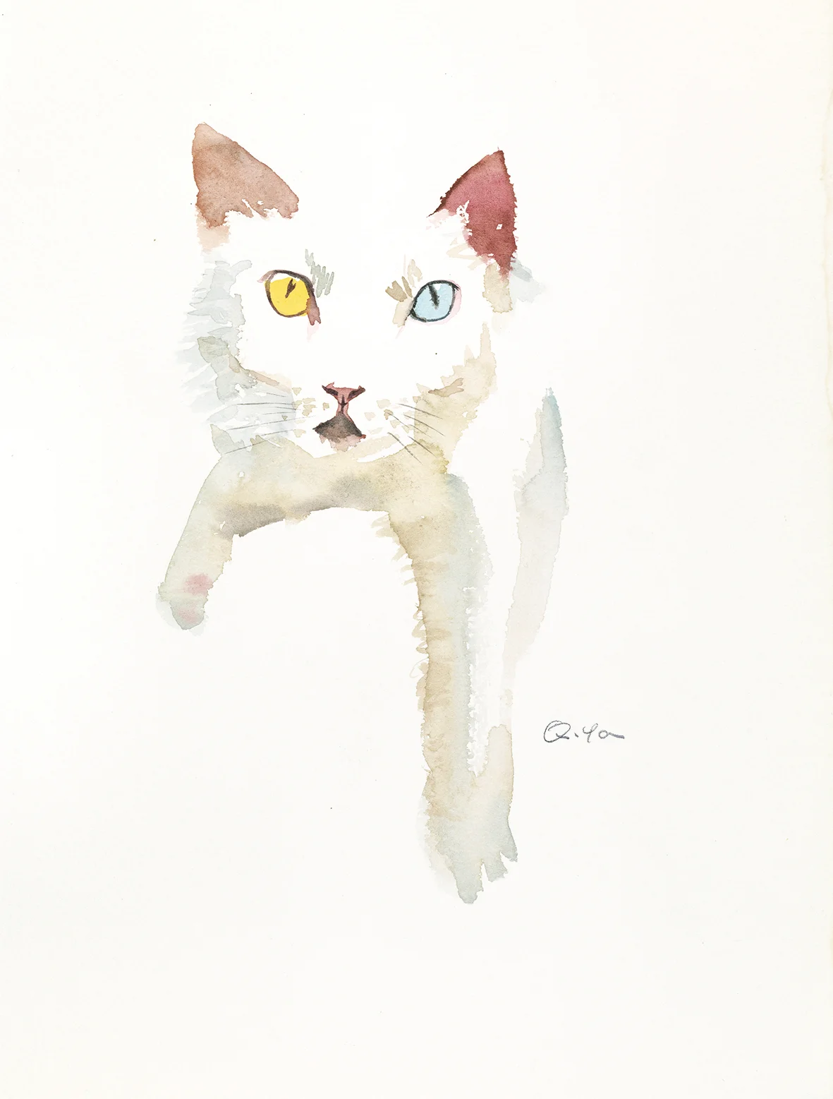 yq white cat 1.jpg