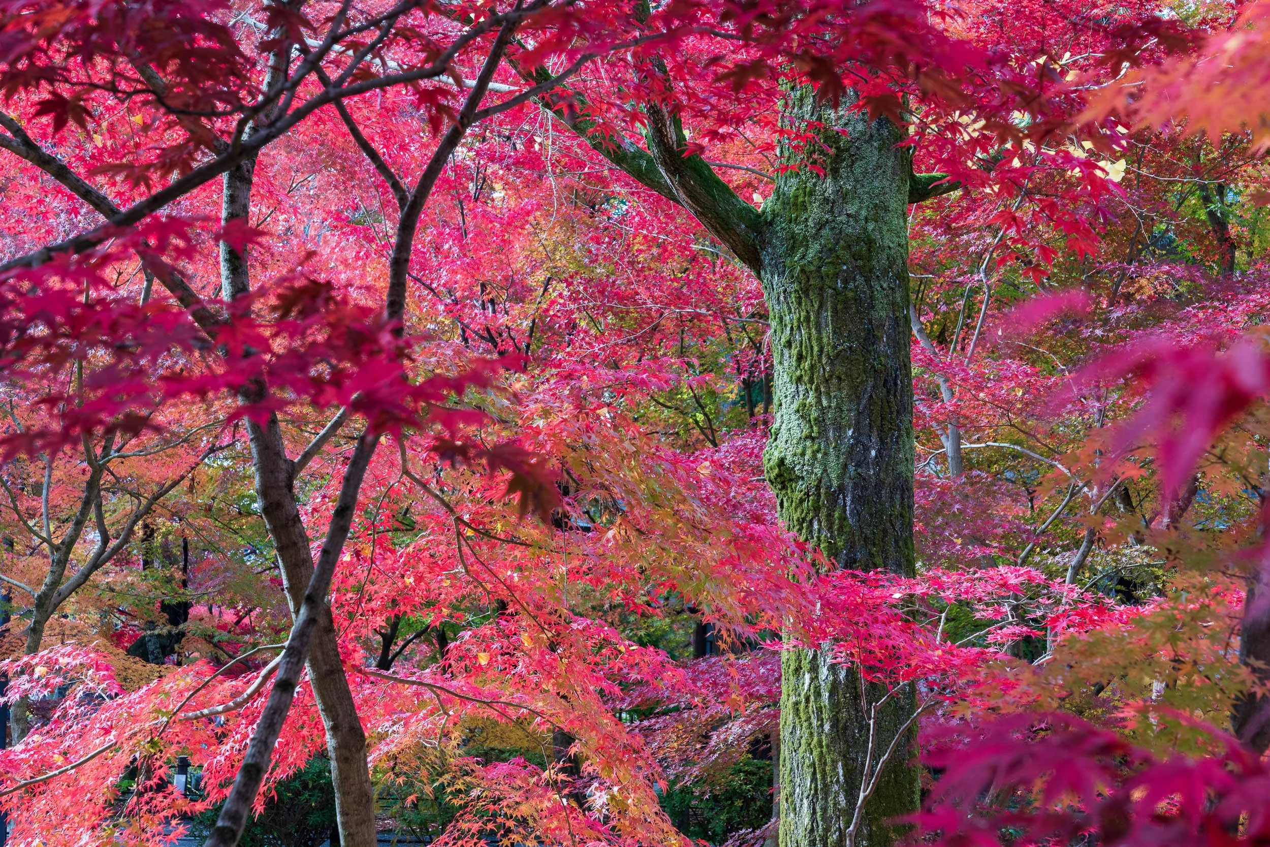 20181126_JAPAN_2306-Edit.jpg
