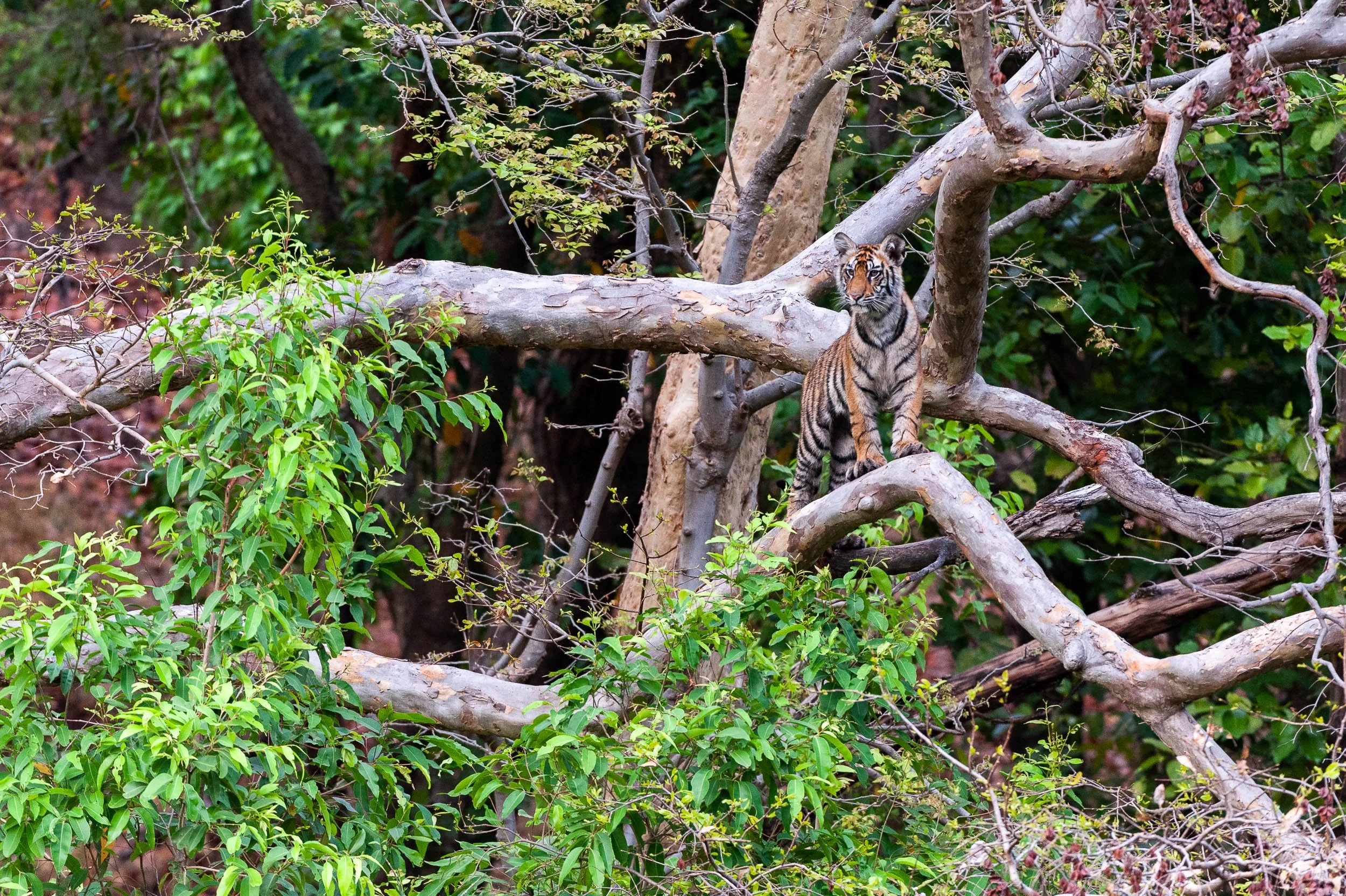 20120419_INDIA_2403.jpg