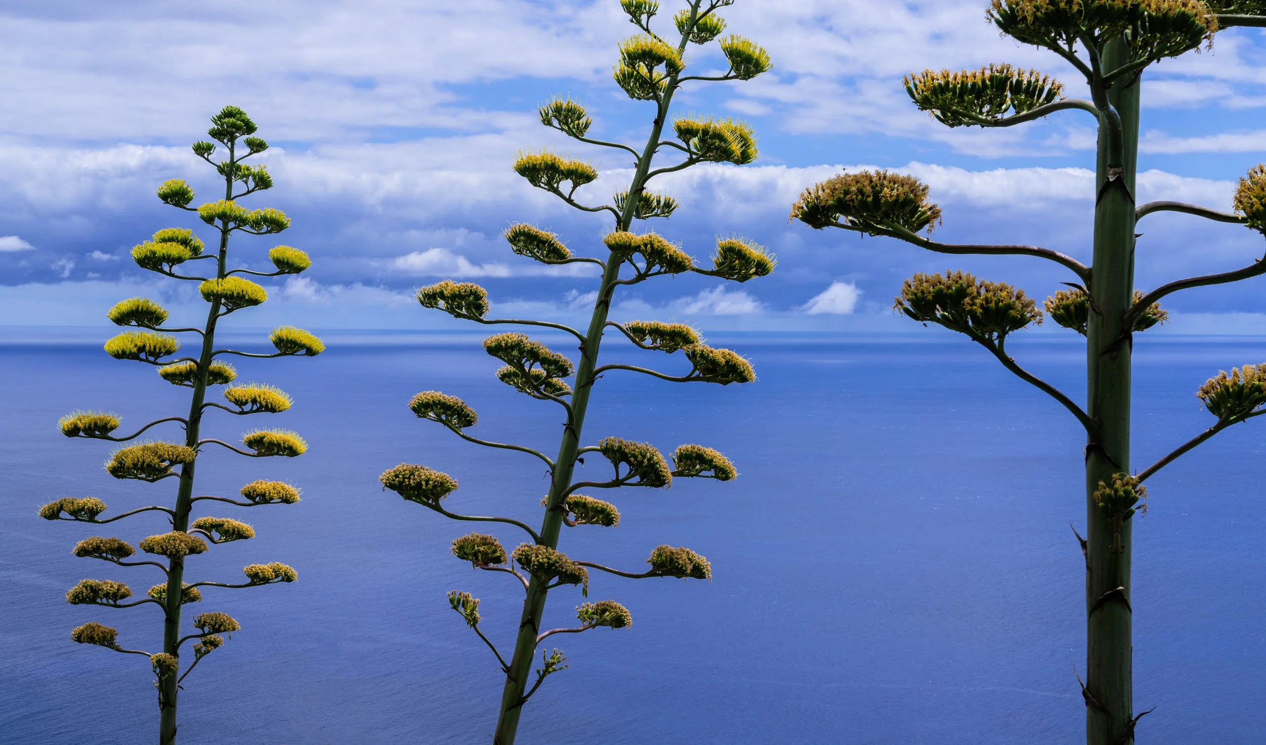 20230725_MADEIRA_01074-Edit.jpg
