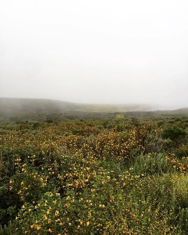 Just then the fog rolled in.