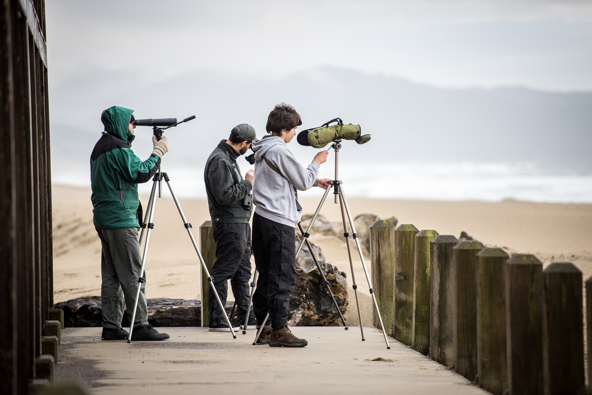  In search of the brown booby - Pacific City 