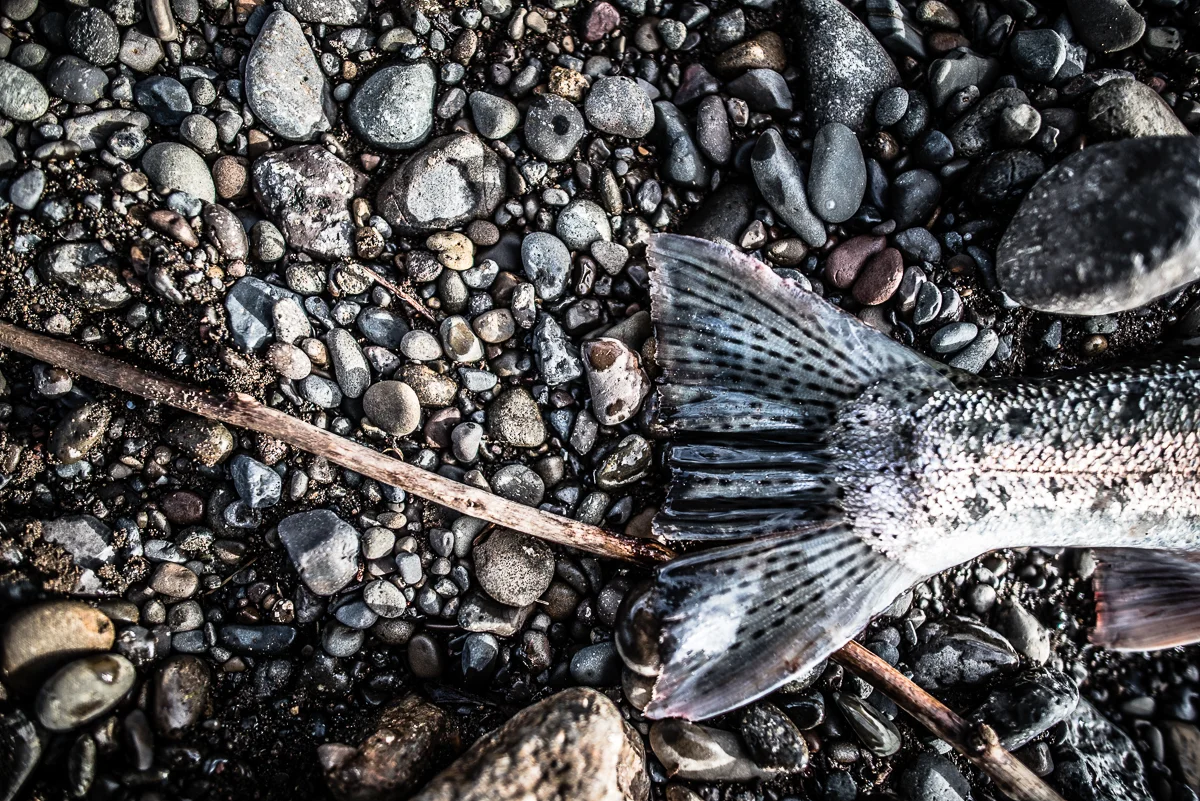 Steelhead tail - Wilson River