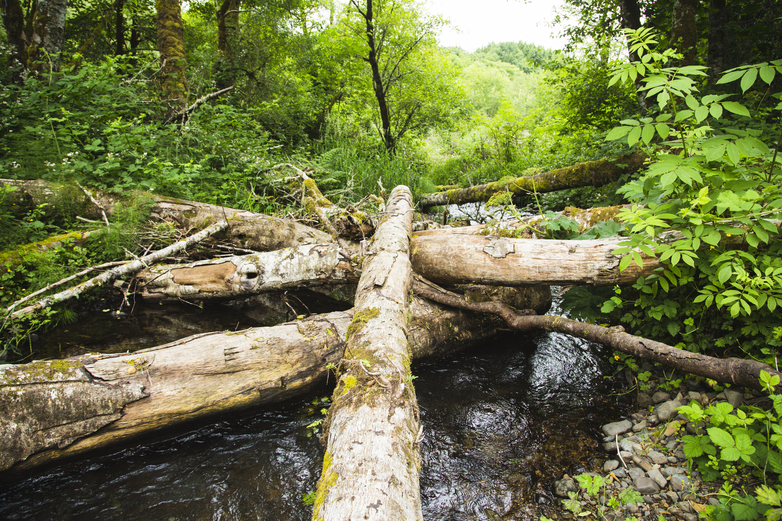 Bear Creek downstream 1.jpg