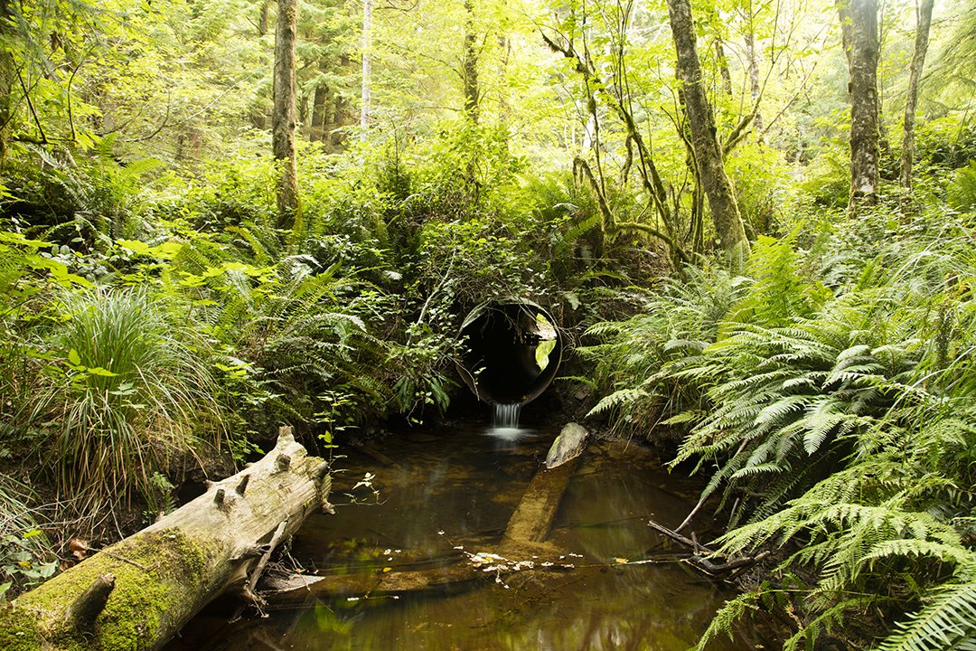 JBailie-rover_creek -080521-8717 copy.jpg