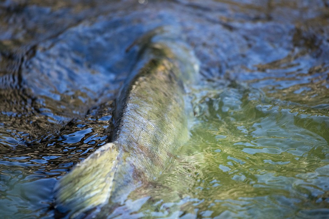  The Salmon Superhwy   connecting communities, one fish at a time  