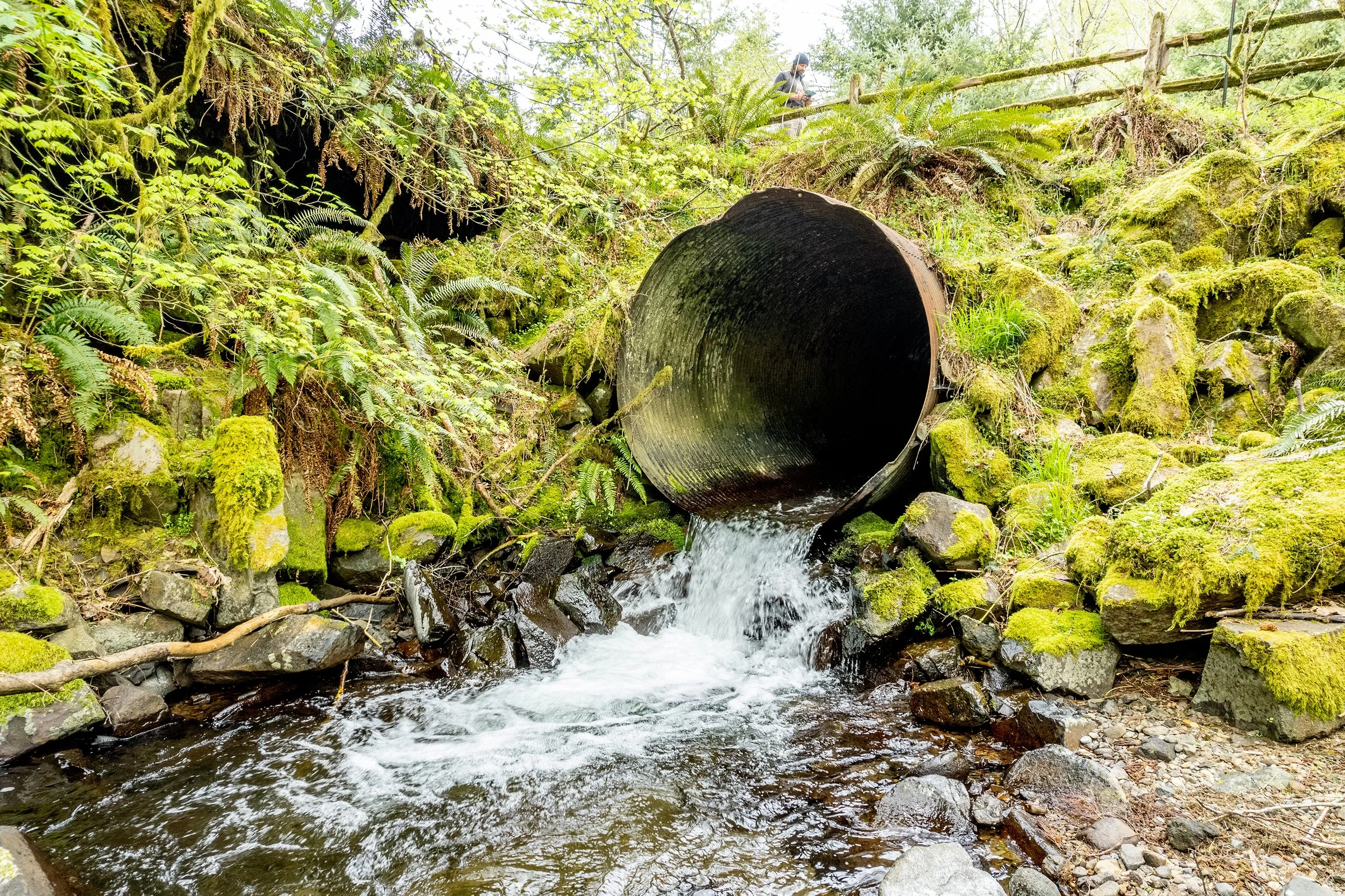 a deteriorated culvert was replaced by a bridge on Samson Creek