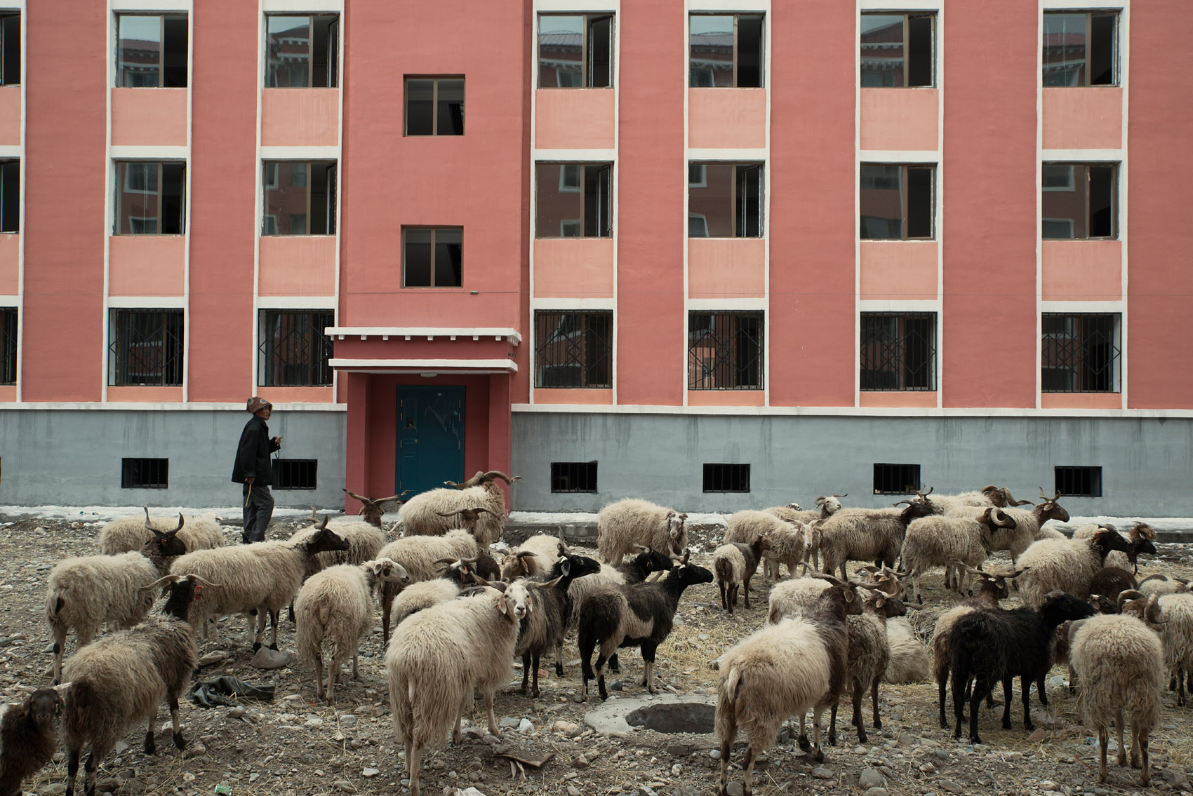 In a residential compound recently completed, but yet waiting for its inhabitants, a Tibetan herder has brought his livestock, sheep and horses, to graze in the rubbles. The government campaign to move Tibetan herders to urban areas and curtail pastoralism has put the nomads traditional lifestyle and livelihood at risk. The environmental rational behind this policy is questioned by human rights group and scientists alike. 