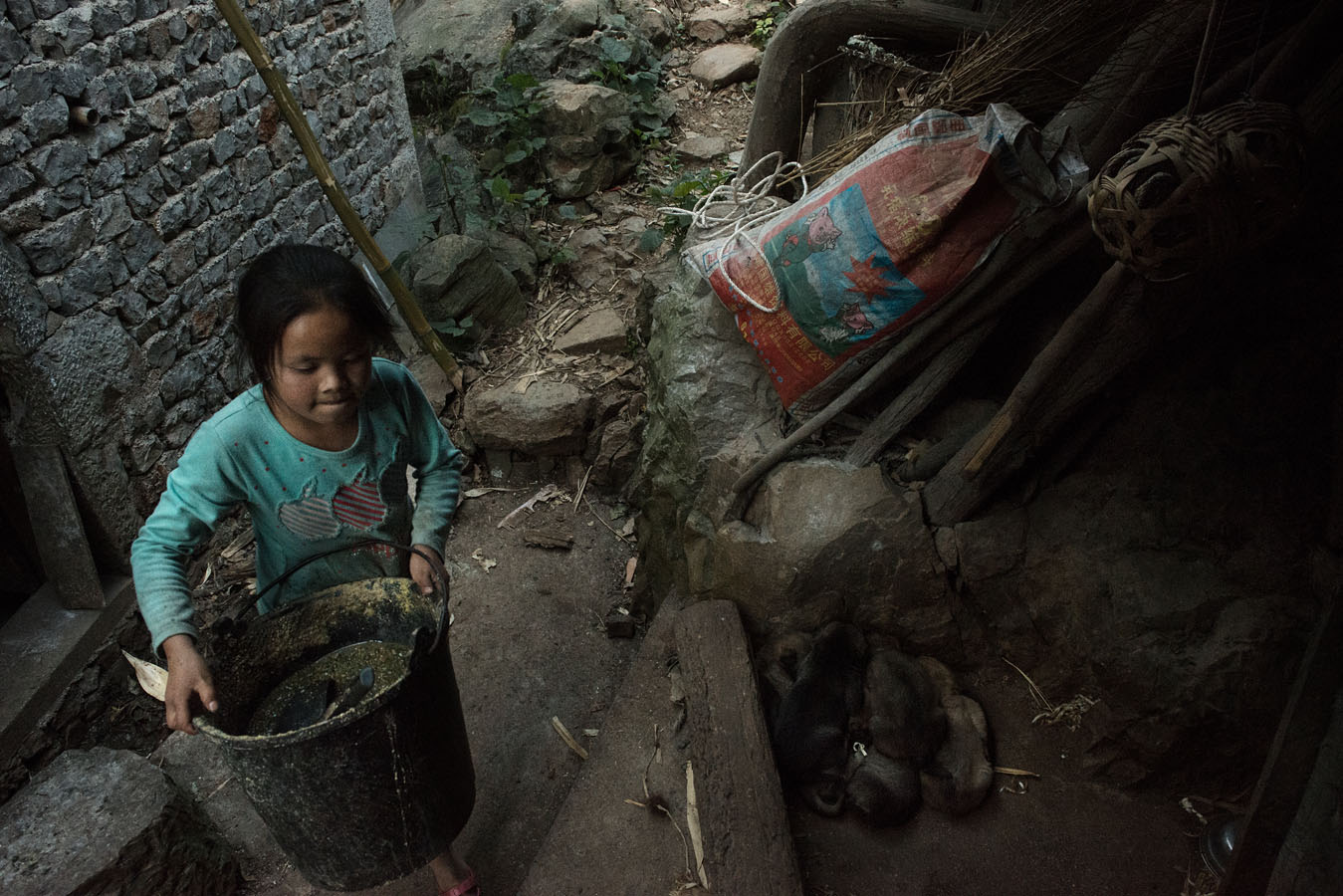 Tianmei feeding the family pigs.