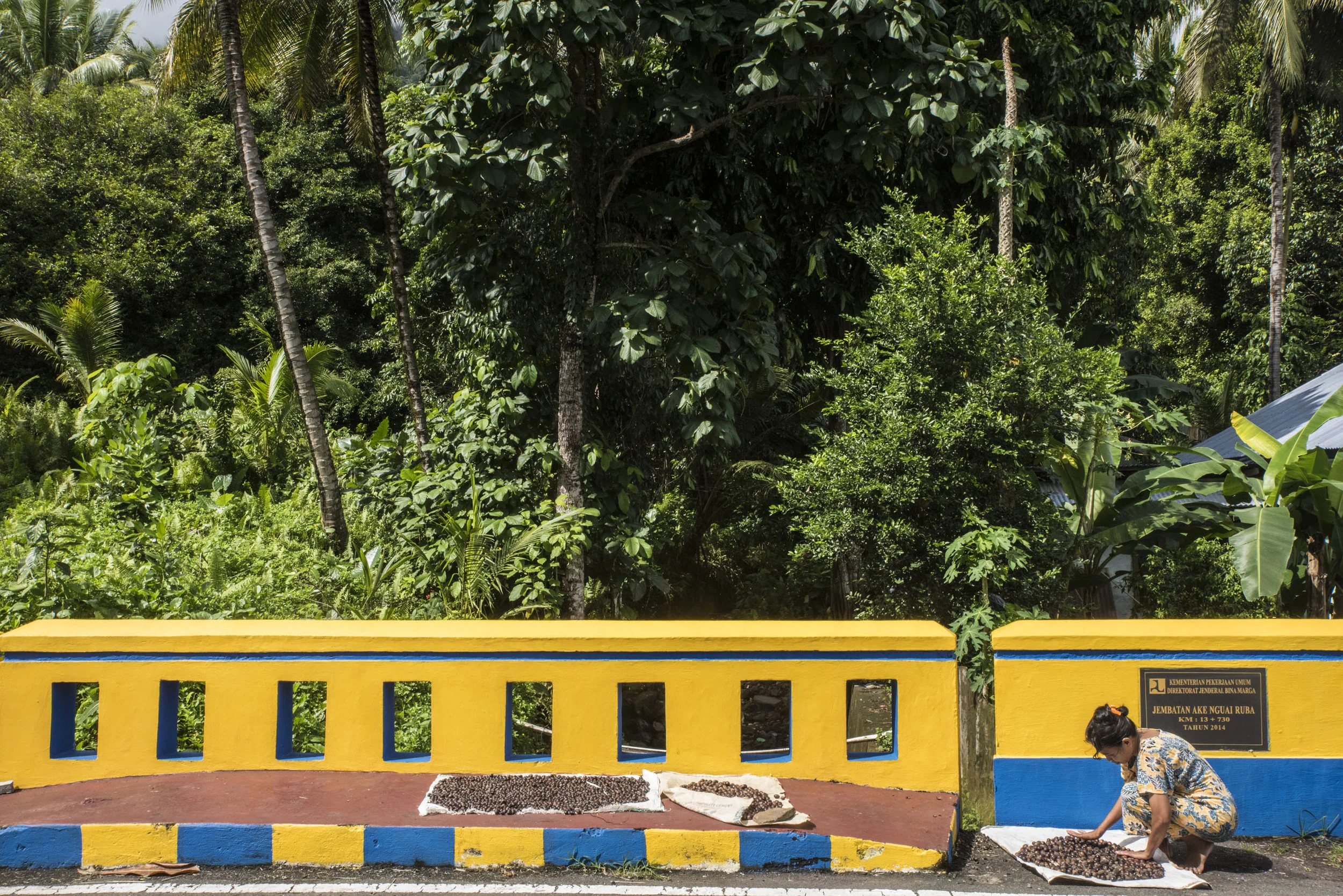 A woman spreading nutmegs to dry in the sun by on a roadside of Ternate Island.