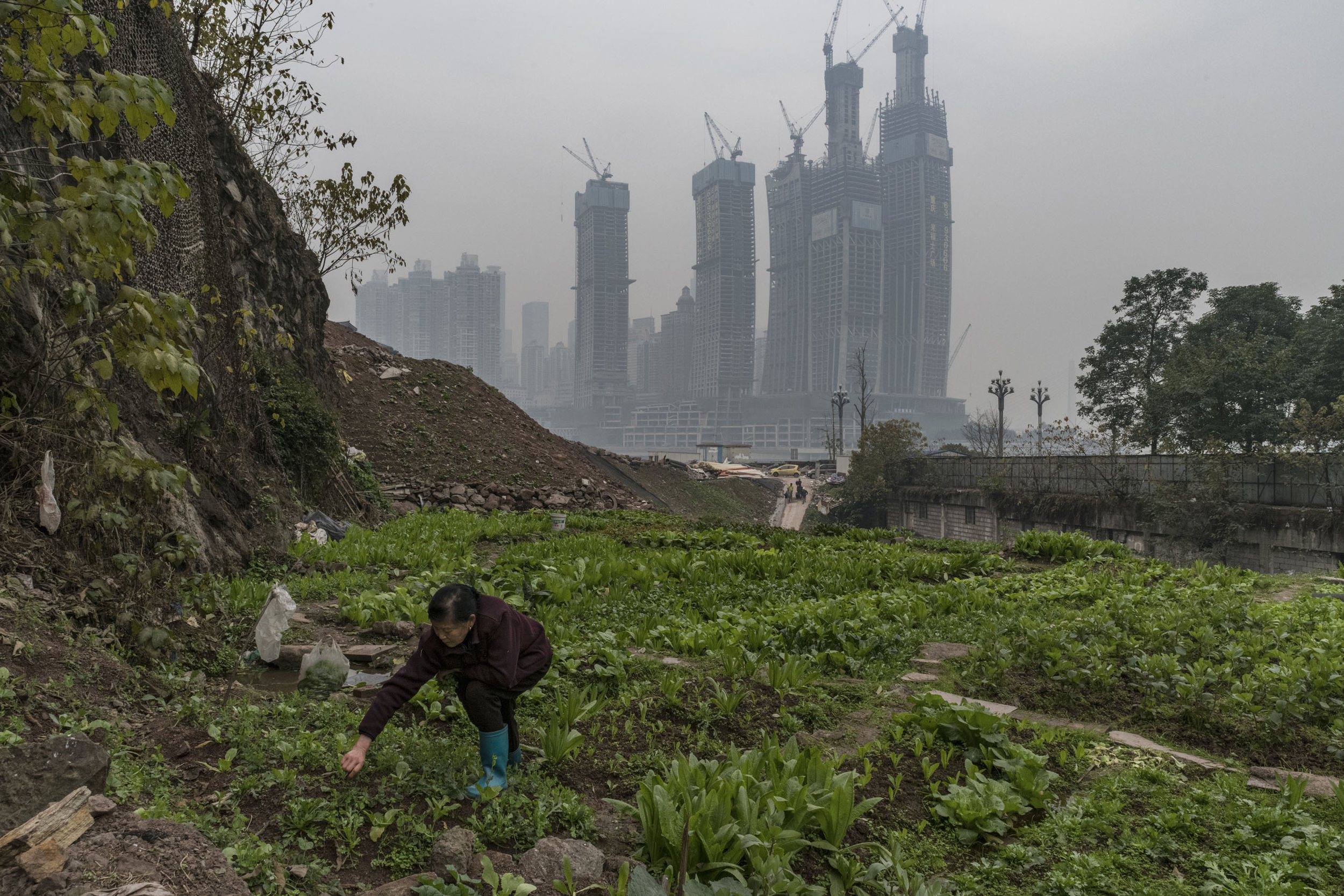 A woman tending to a vegetable garden with a giant real estate project, the 1.12 million square meters Chongqing Raffles City, looming behind her. This project will redefine the megalopolis skyline.