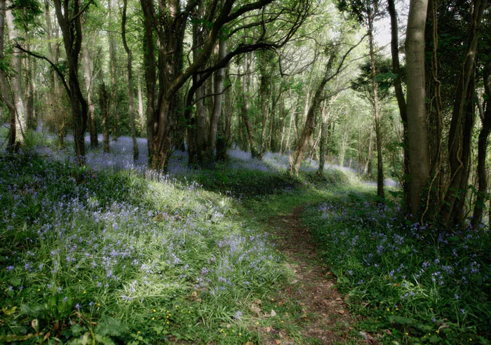 Spring There's something magical about Spring in Wales. It's when the weather is usually better, the days are longer, and everywhere is bursting with the signs of new life. Take a walk through woodland carpeted with scented flowers; visit a farm and see the spring lambs playing in the fields; take advantage of the lower costs during the shoulder season. If we had to choose the best time to visit Wales, Spring would probably be it.