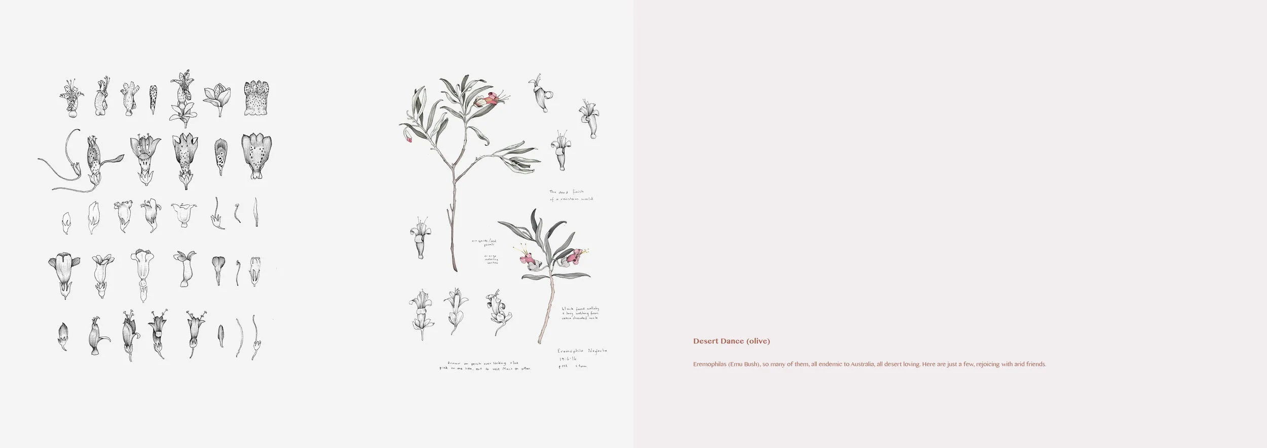 Desert Dance (olive) Eremophilas (Emu Bush), so many of them, all endemic to Australia, all desert loving. Here are just a few, rejoicing with arid friends.