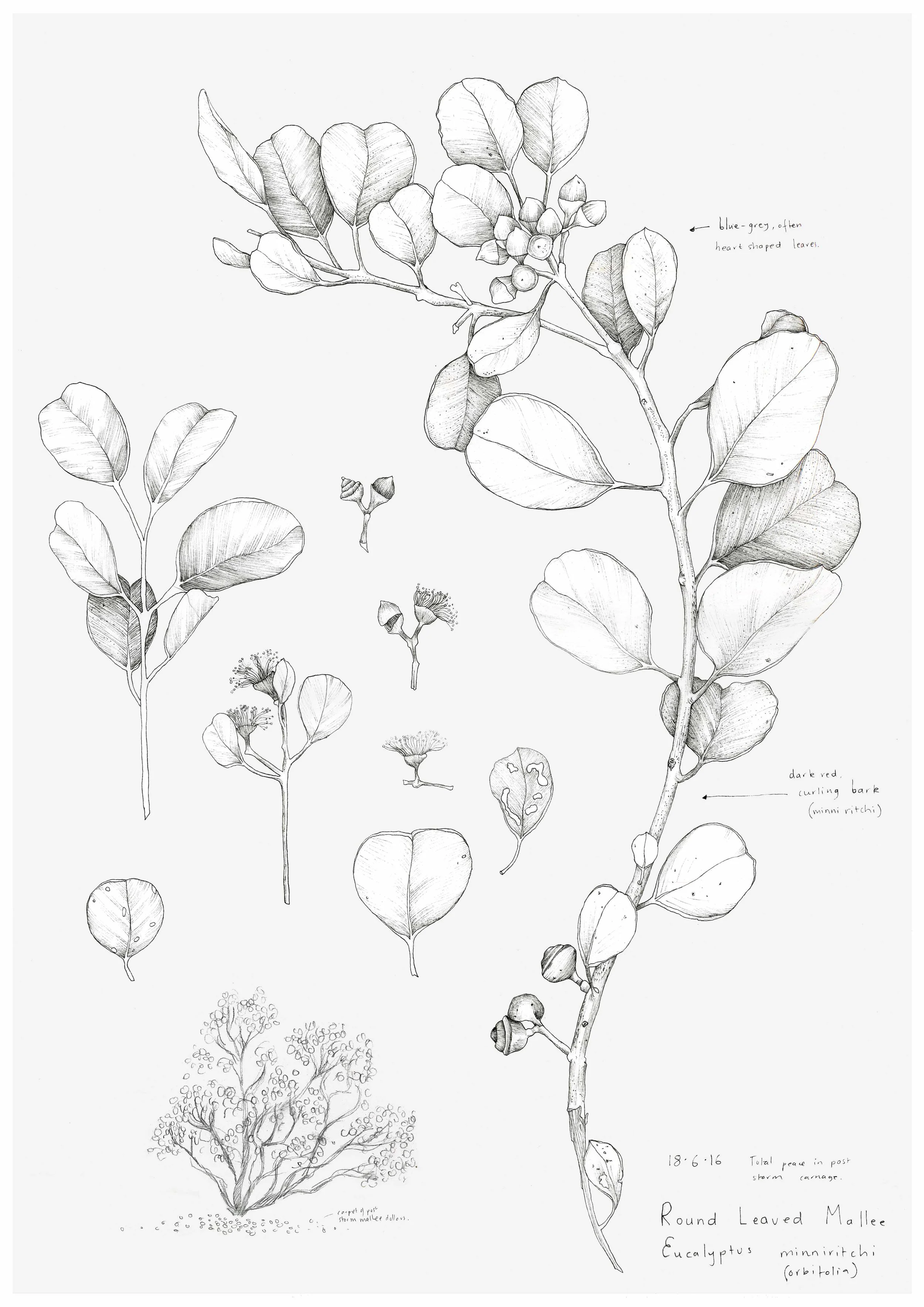 Eucalytpus_Orbifolia_A3_Edith_Rewa.jpg