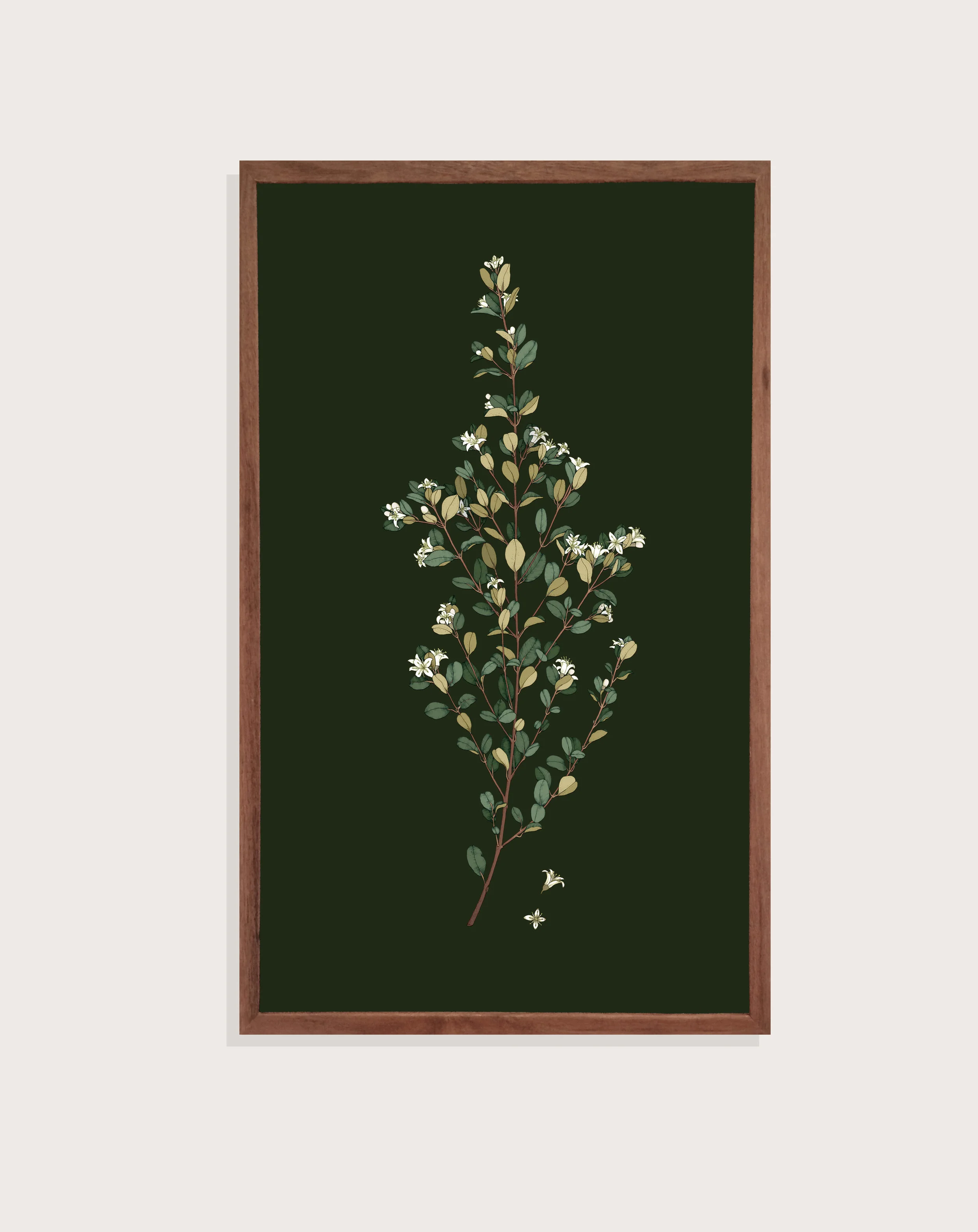 Correa Alba on grey.jpg