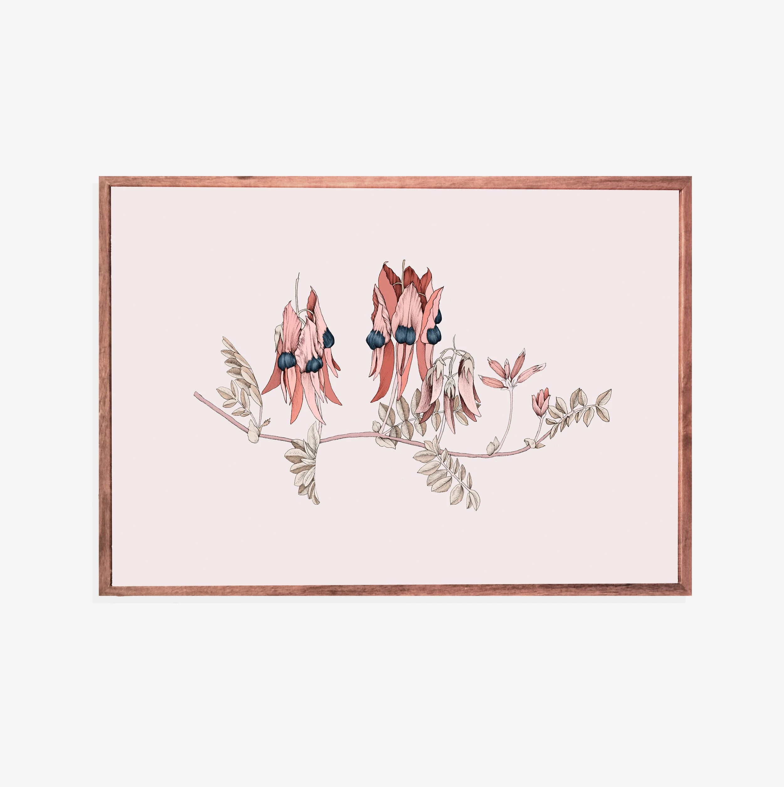 Sturt Pea a3 habit_2.jpg
