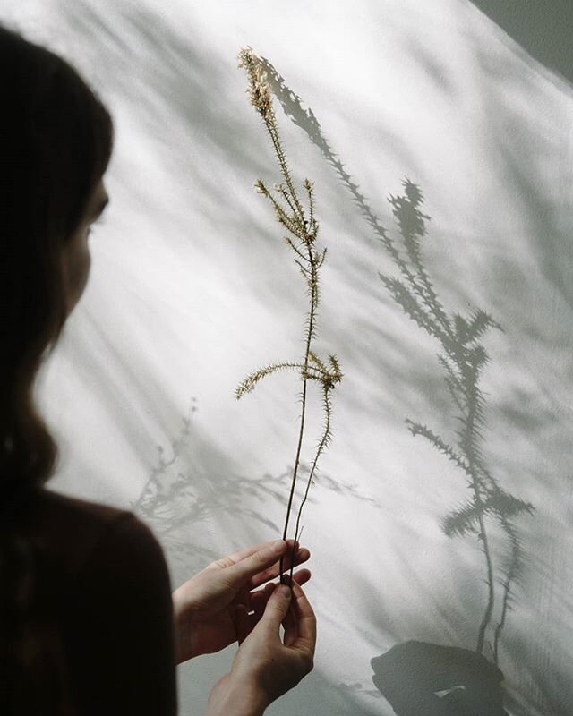 Woollsia pungens, dancing with its shadows.&nbsp;A precious plant&nbsp;portrait captured by @natmccomas in my previous Highgate Hill studio.

Not long now till our #FromTheHeath online exhibition with @claudia_desalvo_makes and @fredvalentinepottery_