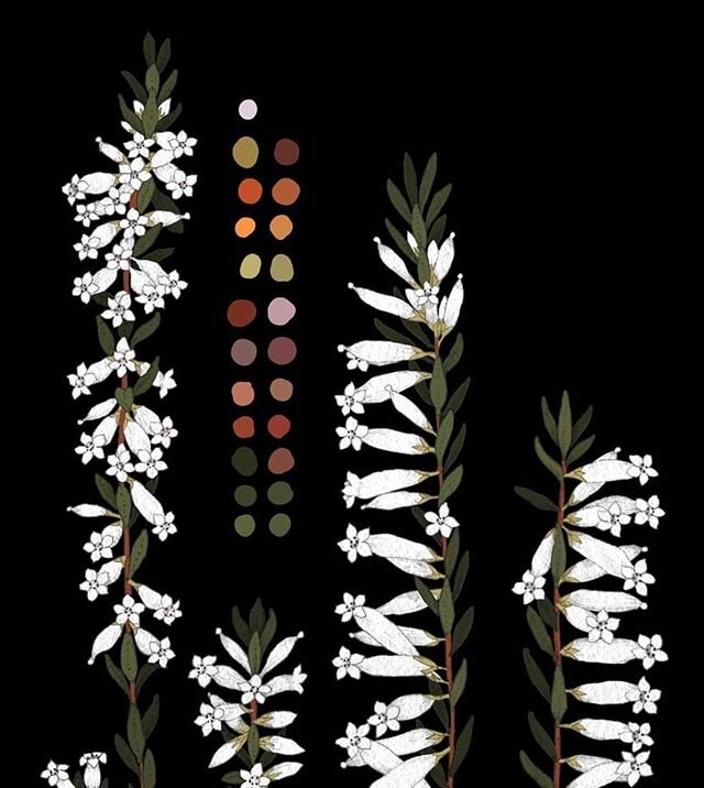 Process screenshot from my Epacris Obtusifolia illustration&nbsp;✨&nbsp;Drawn with pencil on paper, scanned and coloured on PSD 🎨 &nbsp;Here I am, just trying to choose the best heathy&nbsp;colour palette&nbsp;🤓 .

See the full illustration in prev