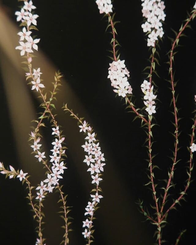 *From The Heath Online Exhibition* will be live&nbsp;May 29 (Fri) at 6pm&nbsp;✨&nbsp;with brilliant ceramicists @claudia_desalvo_makes +&nbsp;@fredvalentinepottery_ 🏺&nbsp;Hosted by&nbsp;@the.third.quarter .

Here is a sneak peak of my Epacris pulch