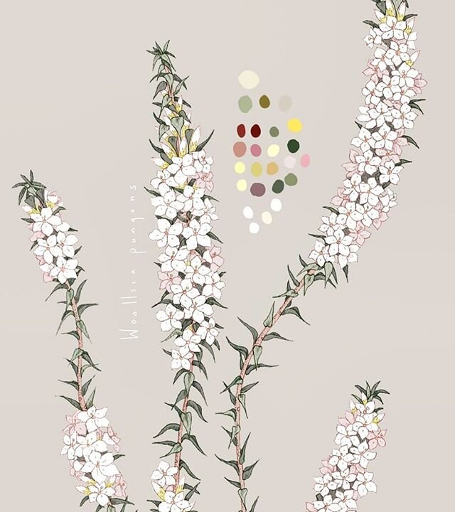 ✨Sneak Peek✨ Meet Woollsia Pungens aka the Snow Wreath, an Eastern Australian dry heath plant in the&nbsp;Ericaceae family with a slightly sweet smell 👀. It is a real beauty, and sometimes overlooked for its slightly toilet brushy flower&nbsp;cluste