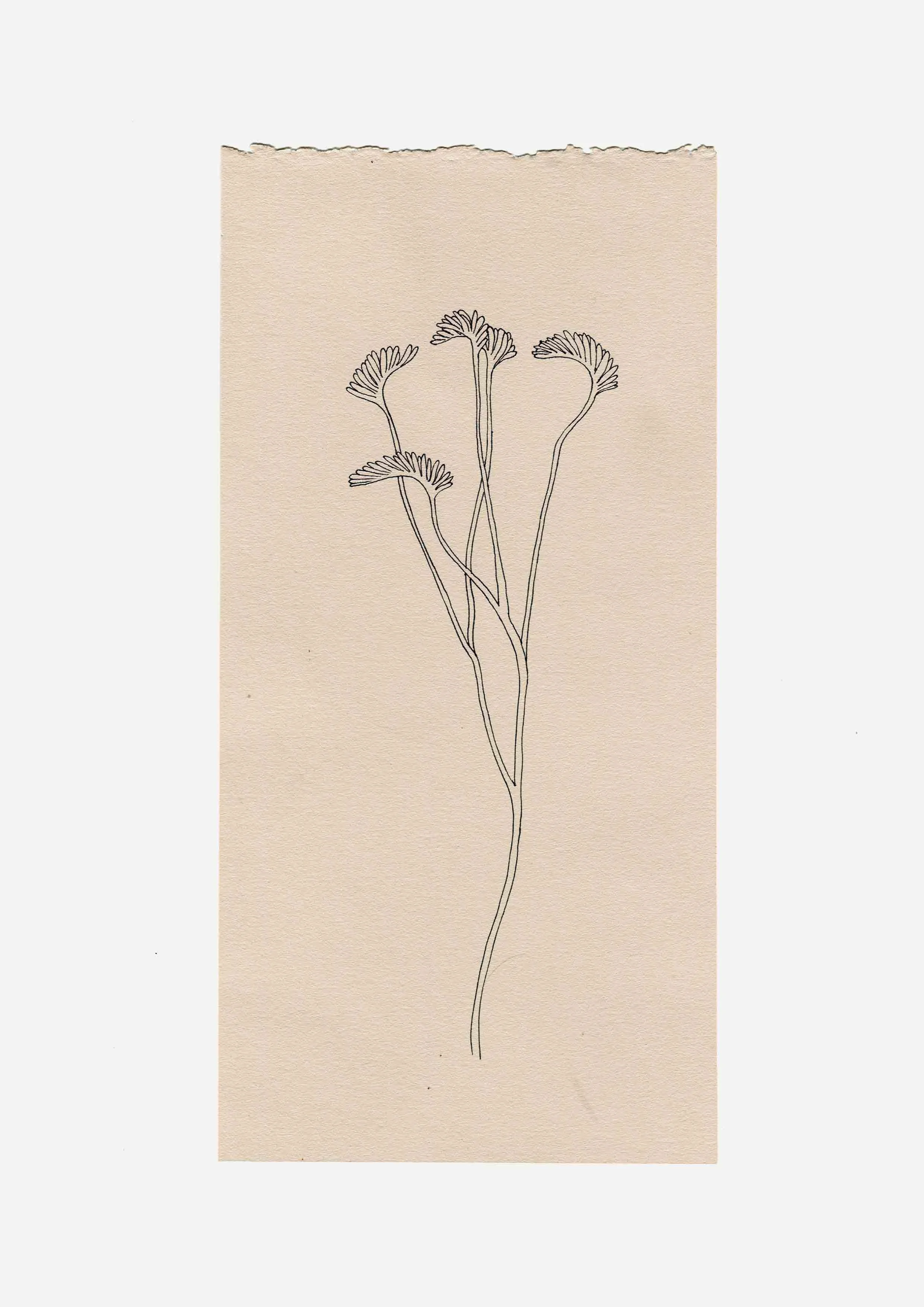 Edith_Rewa_comb_fern_web.jpg