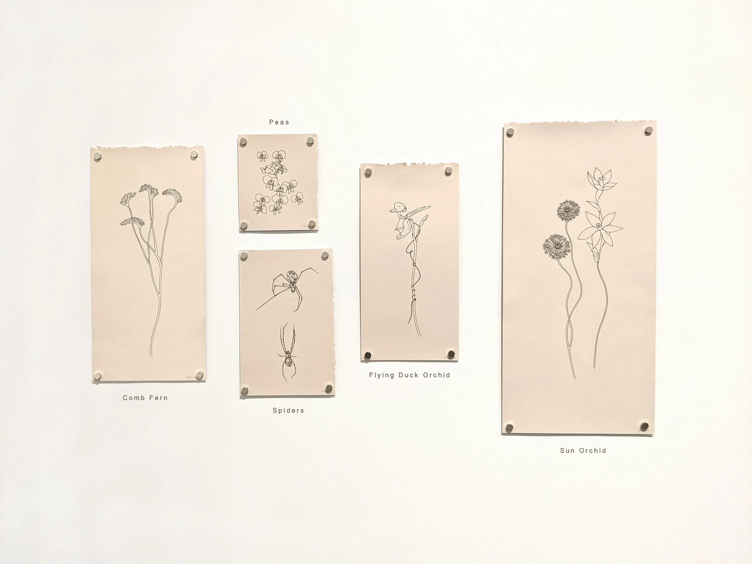 Edith_Rewa_Wallum_Shimmer_illustrations_group_text.jpg