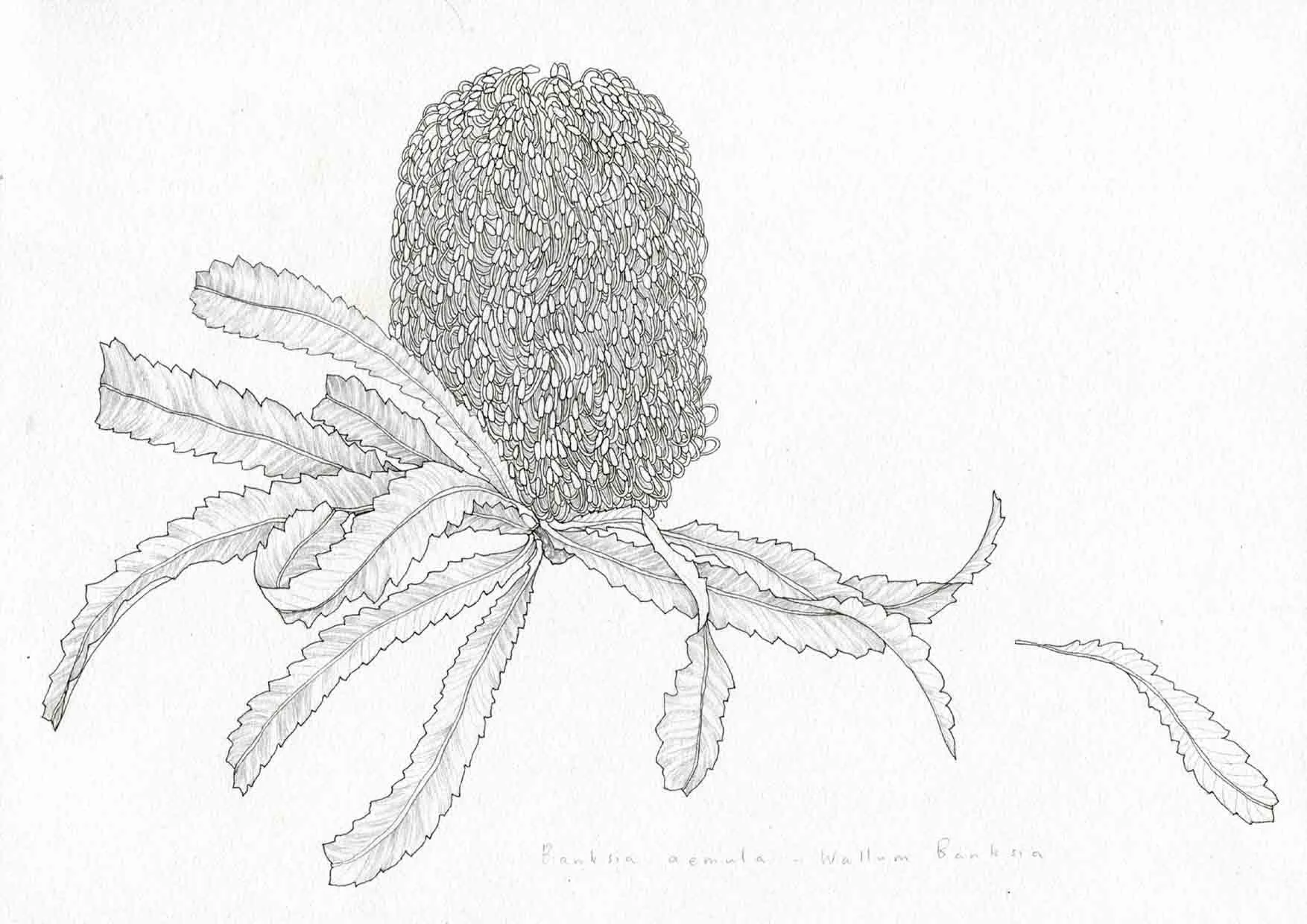 Edith_Rewa_Banksia.jpg