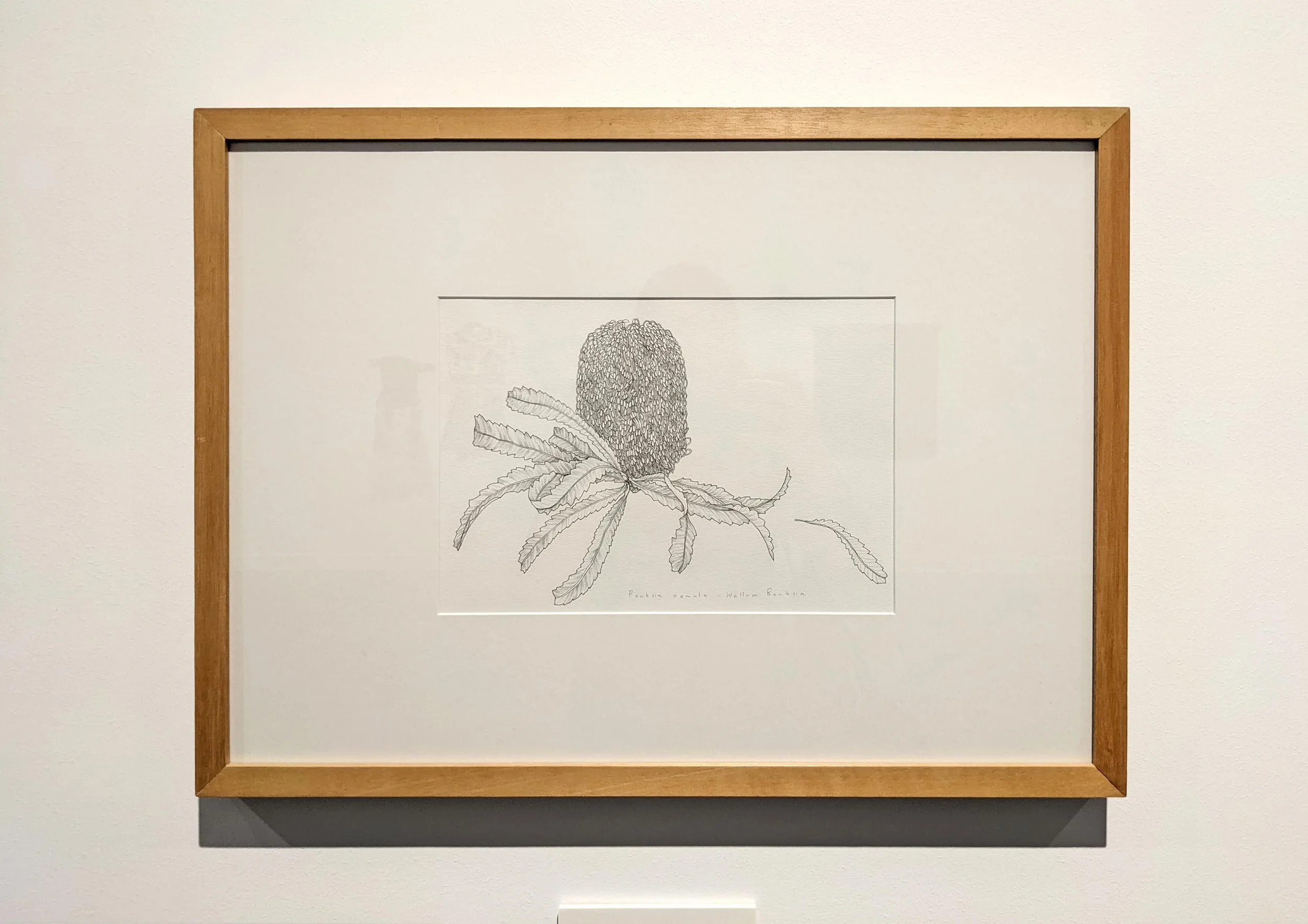 Edith_Rewa_Banksia_Framed.jpg